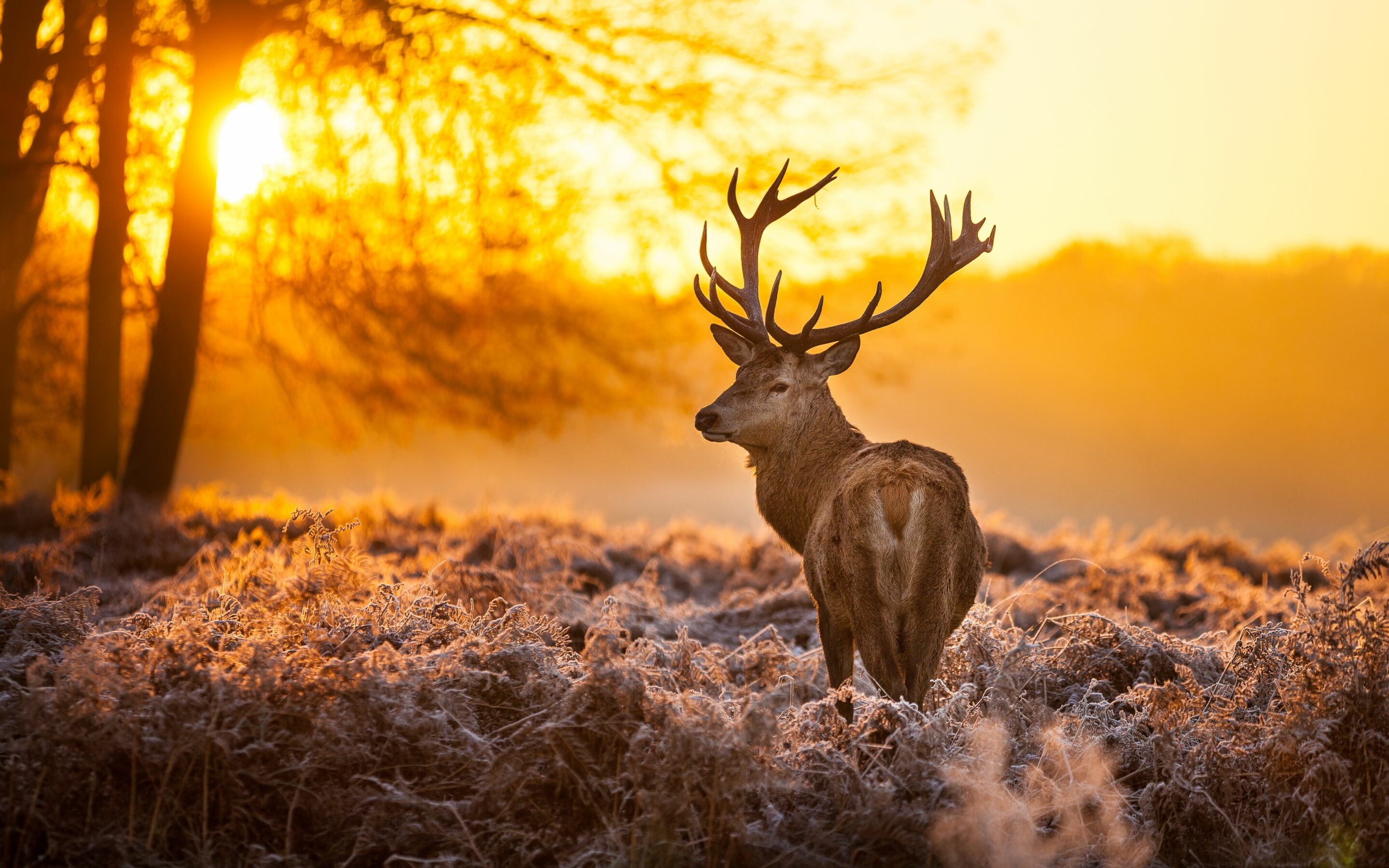 Reindeer, Deer, Autumn wallpapers, Backgrounds, 2880x1800 HD Desktop