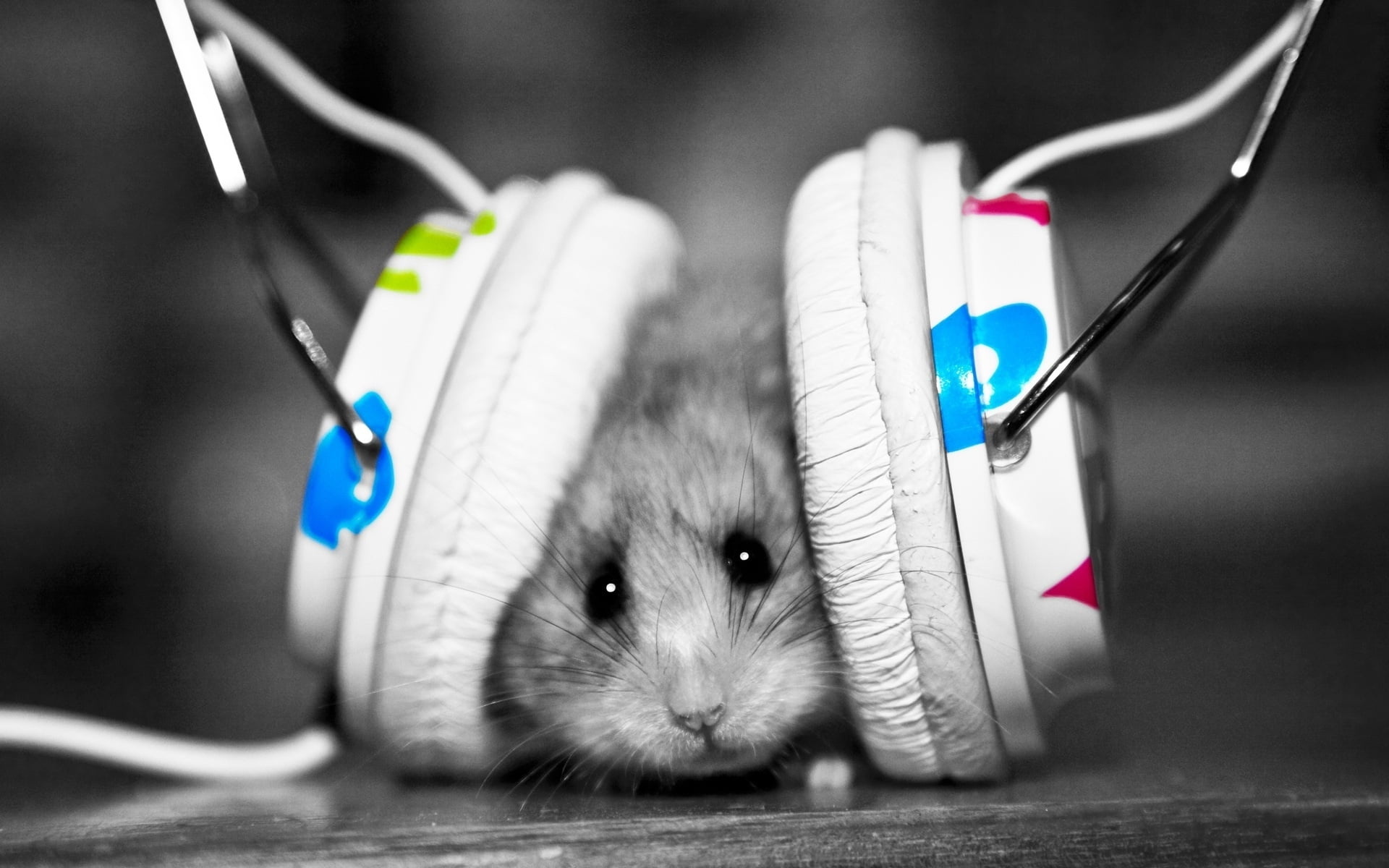 Hamster, Headphones Wallpaper, 1920x1200 HD Desktop