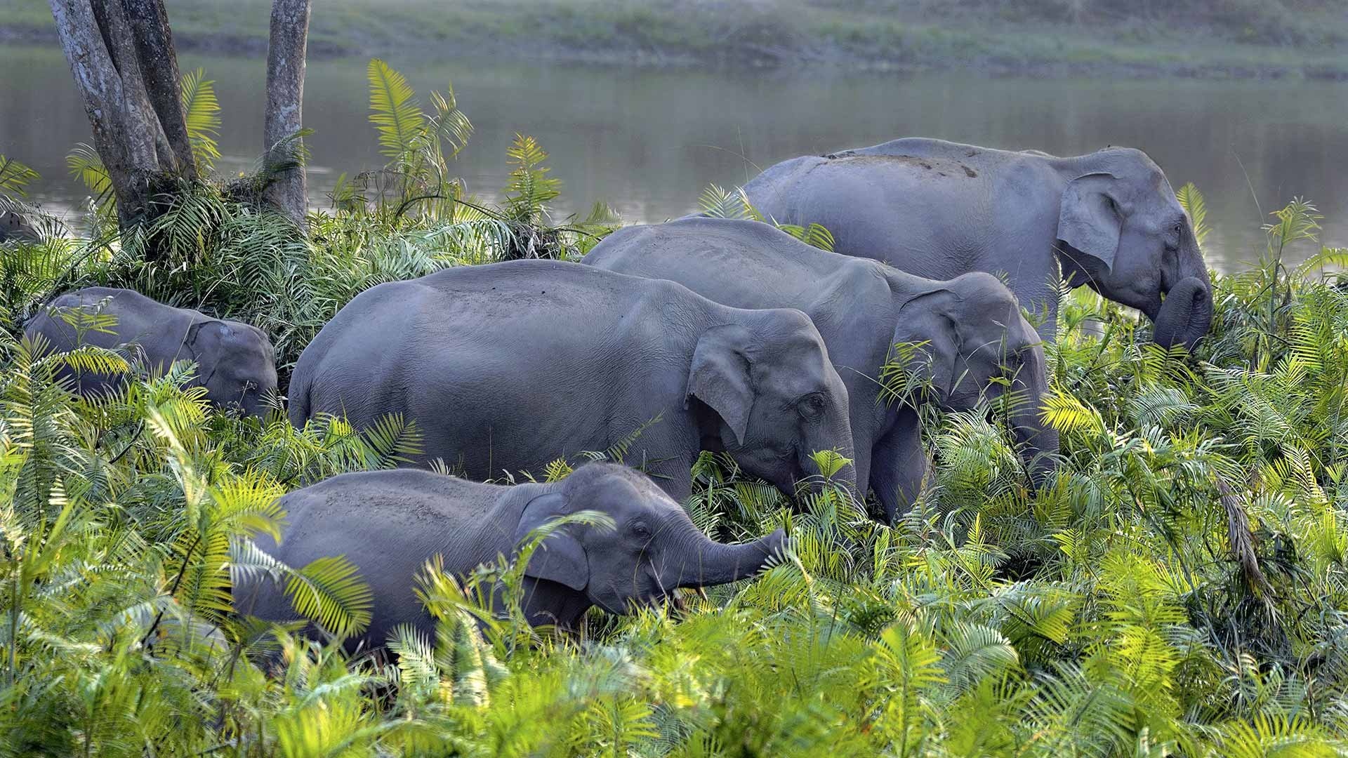 Gabon Travels, Asian elephant wallpaper, High definition, Stunning visuals, 1920x1080 Full HD Desktop