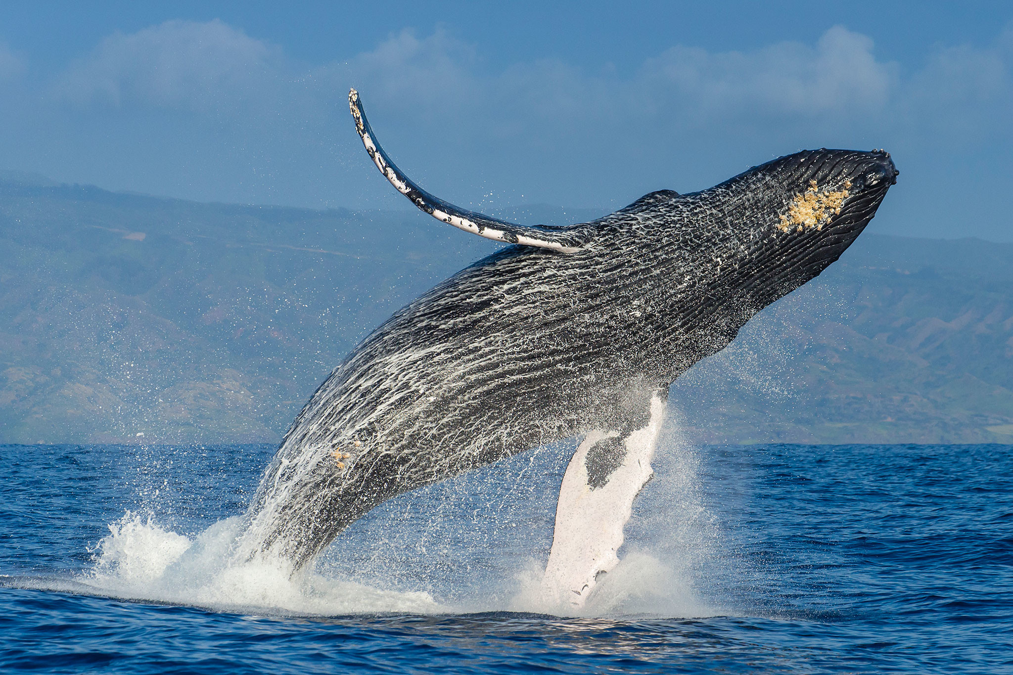 Humpback whale wallpaper, Whale tail, Oceanic creature, Underwater beauty, 2050x1370 HD Desktop