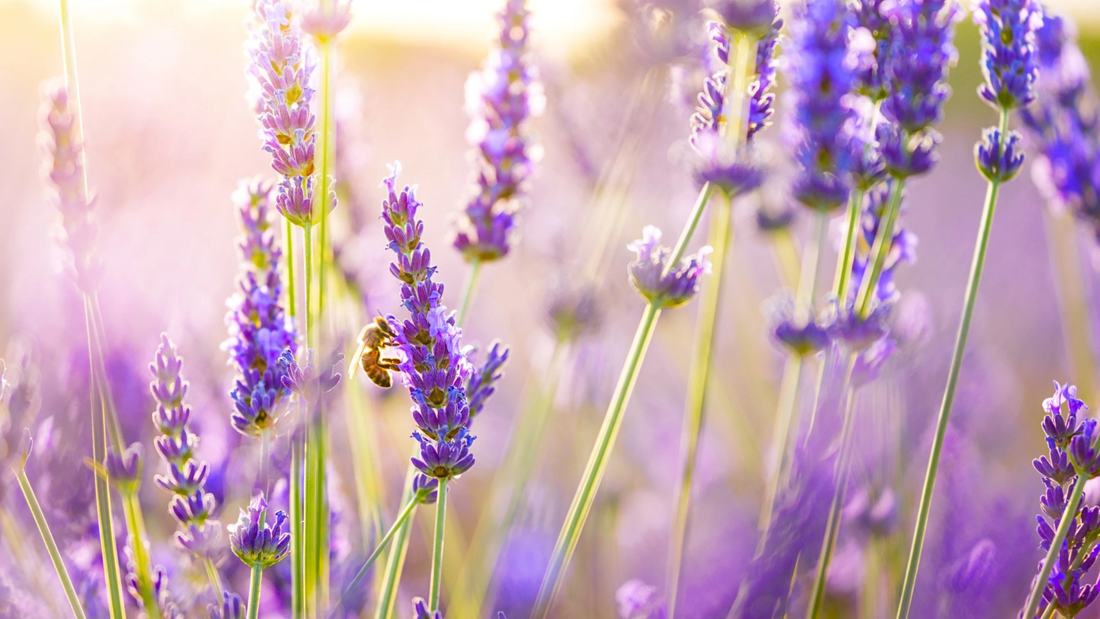 Lavender, Desktop wallpapers, 3840x2160 4K Desktop