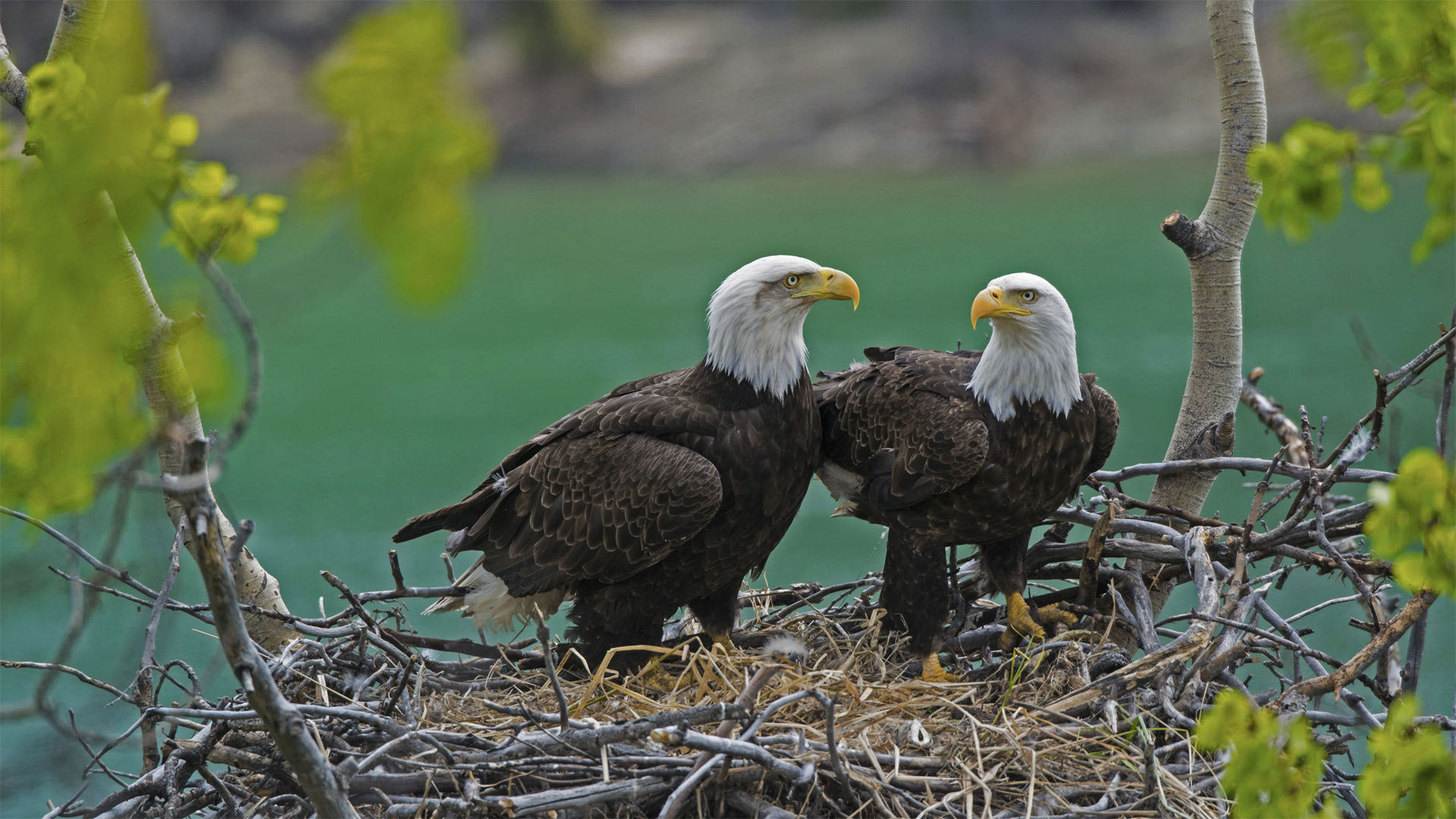 Bald Eagle, Yukon river nest, Canadian wilderness, Bing gallery feature, 1920x1080 Full HD Desktop