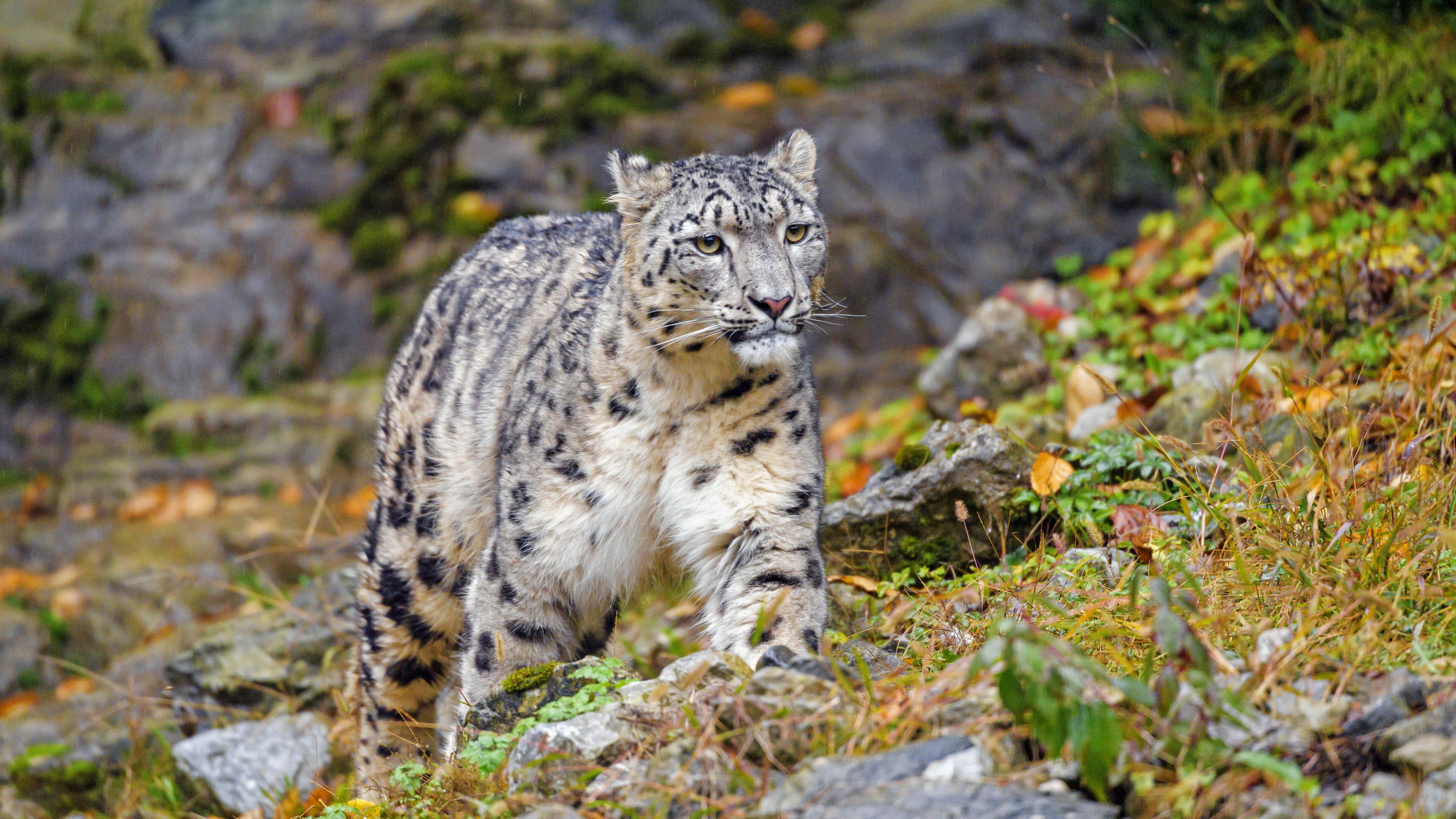 Snow Leopard, Beautiful Irbis, 4K UHD wallpaper, Photowalls space, 3840x2160 4K Desktop