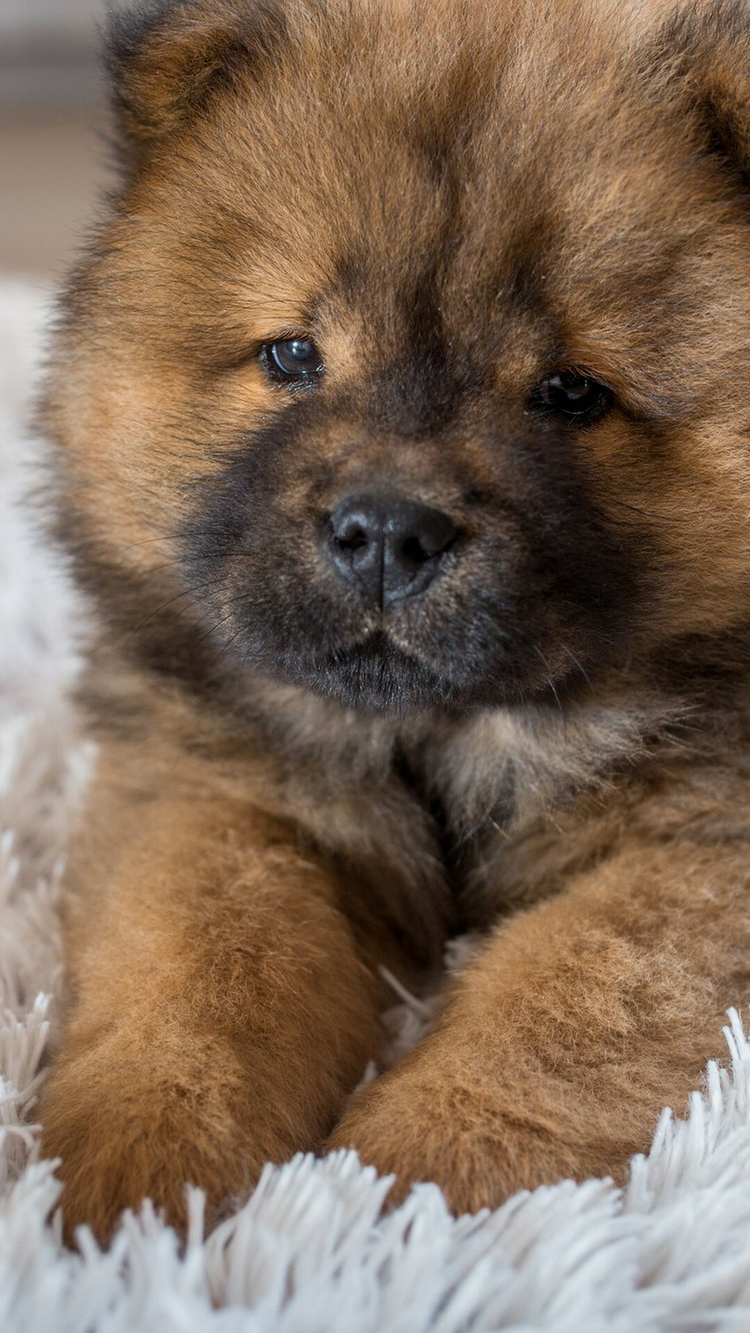 Chow Chow, Puppies Wallpaper, 1080x1920 Full HD Phone