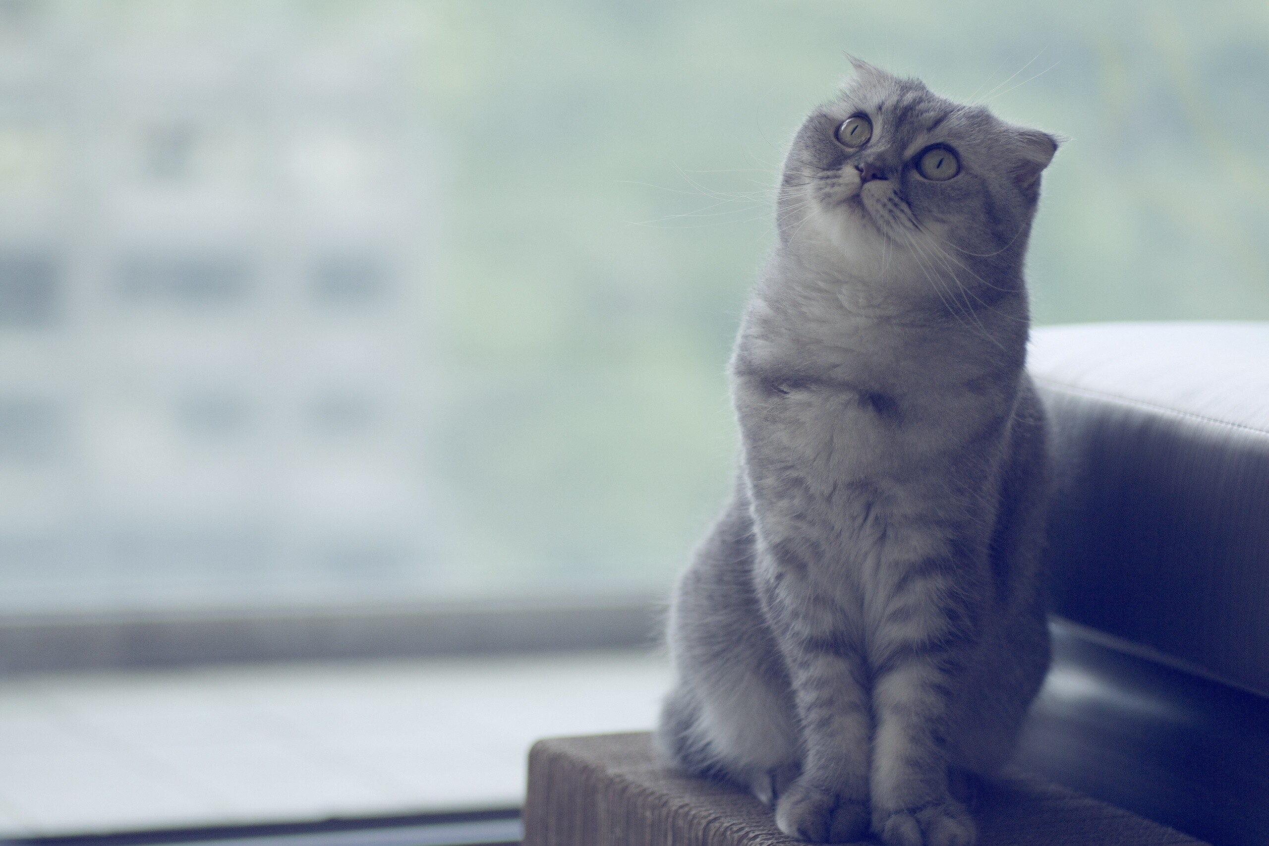 Scottish Fold, Blue-eyed beauty, Beautiful coat, Captivating gaze, 2560x1710 HD Desktop