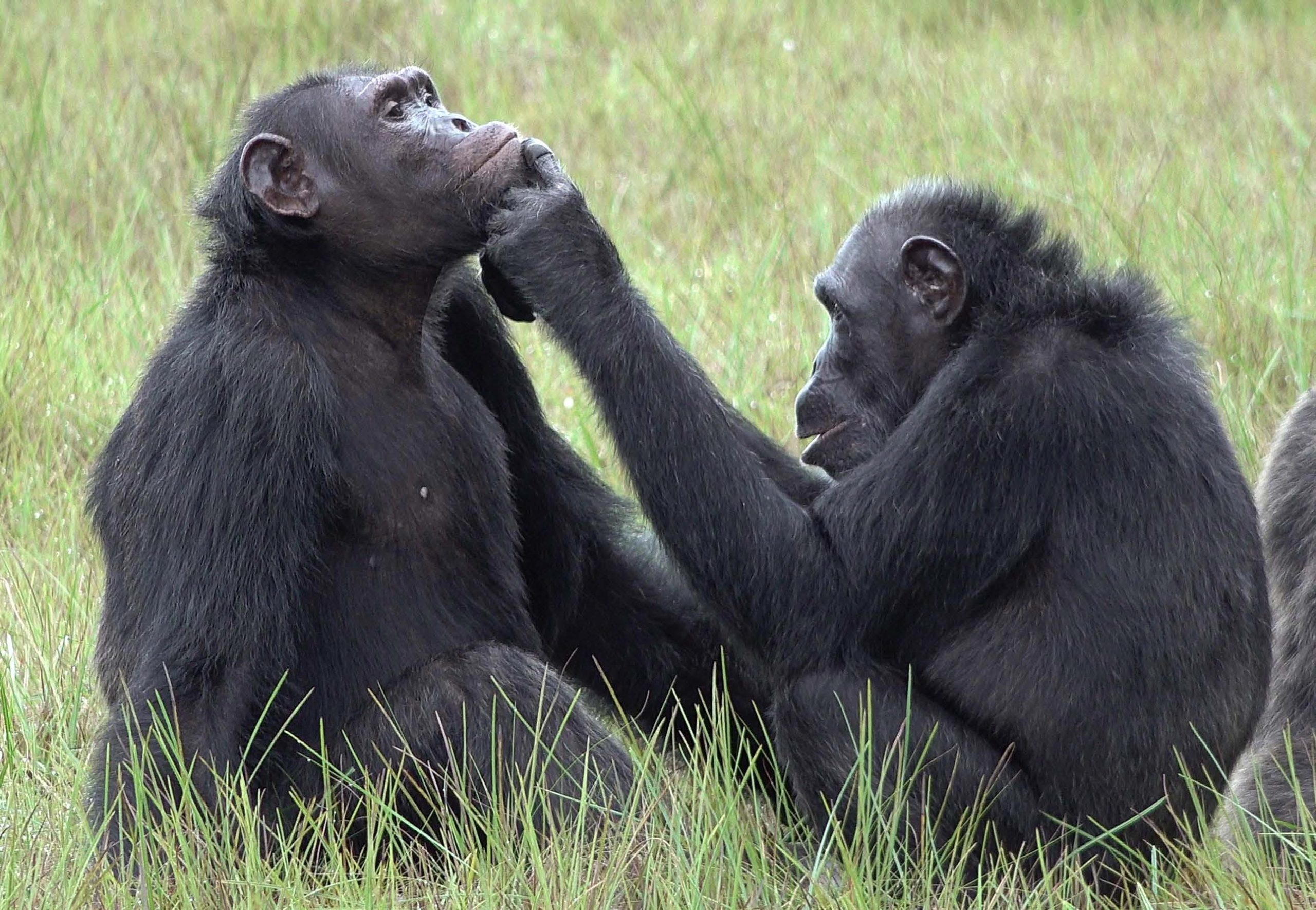 Chimpanzee mother, Caring for young, Nature's resilience, 2560x1770 HD Desktop