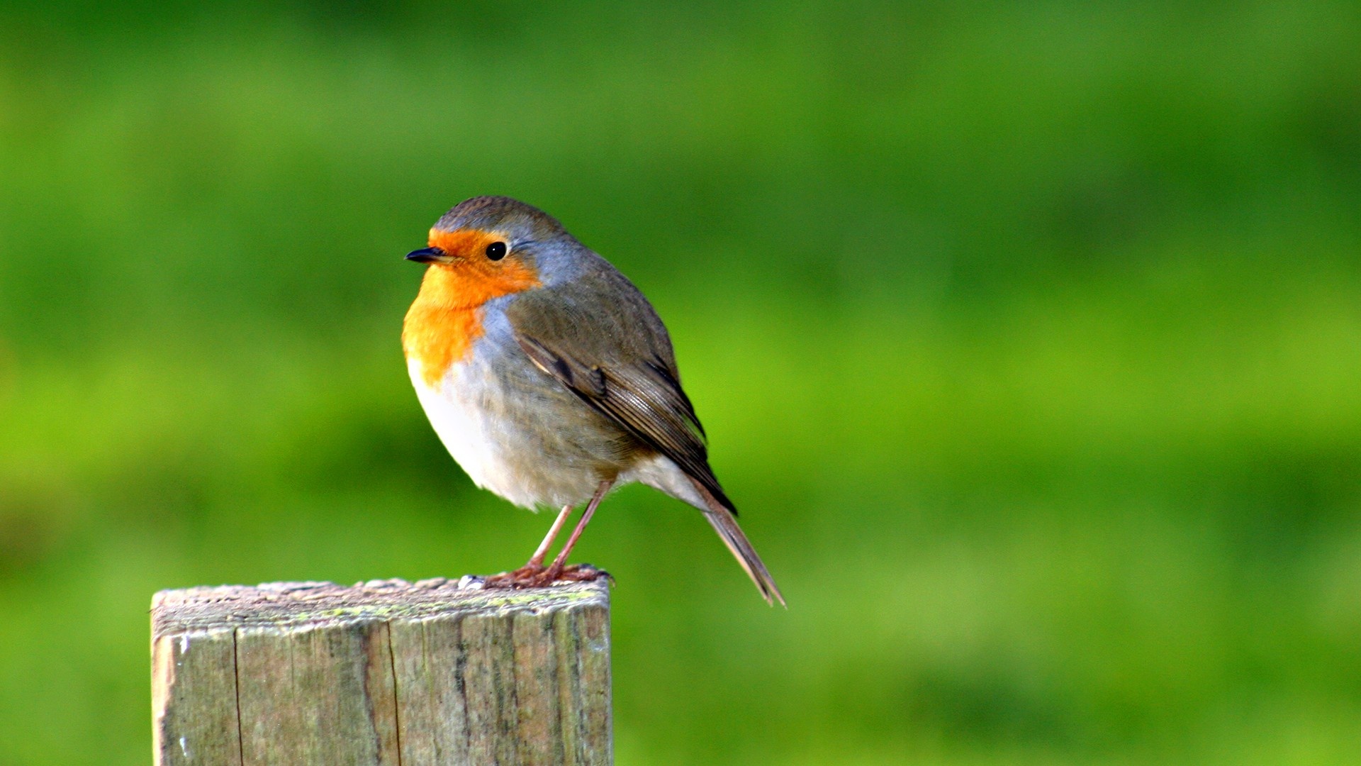 Robin bird wallpapers, High-definition quality, Beautiful plumage, Feathered friend, 1920x1080 Full HD Desktop