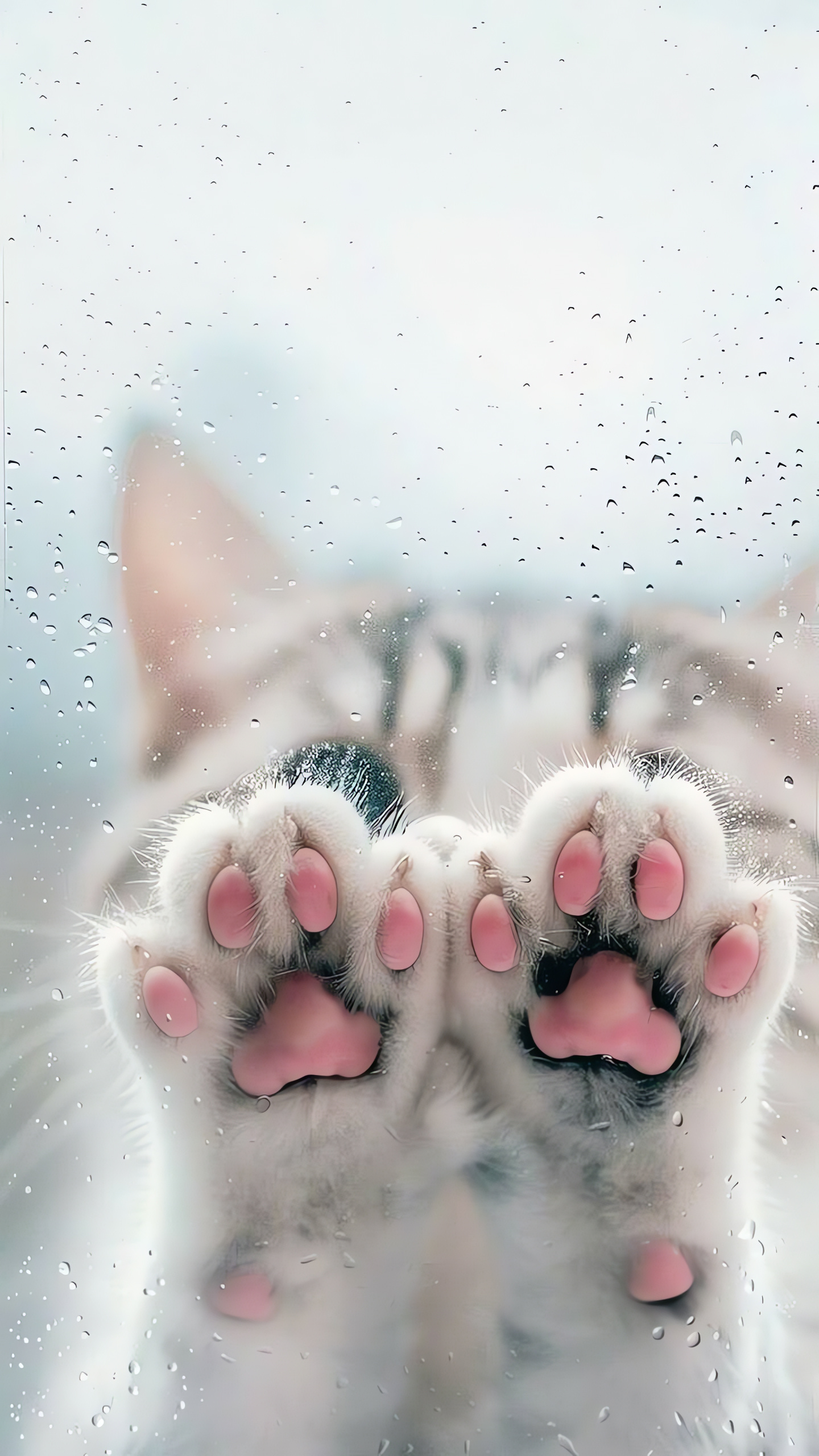 Cat, Pink Paws on Glass, Cute Animals, Phone, High Resolution