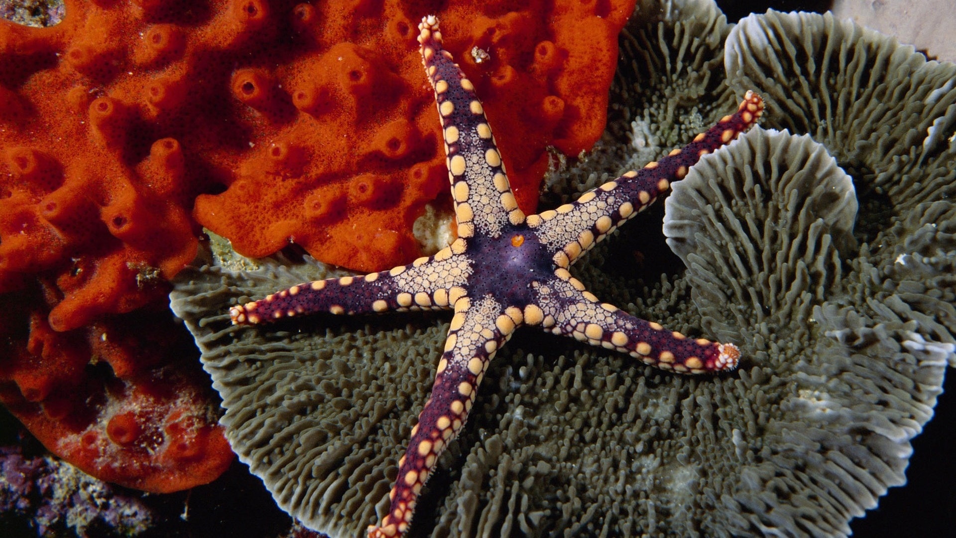 Starfish KDE Store, Sea Star, Animal, Wallpaper, 1920x1080 Full HD Desktop