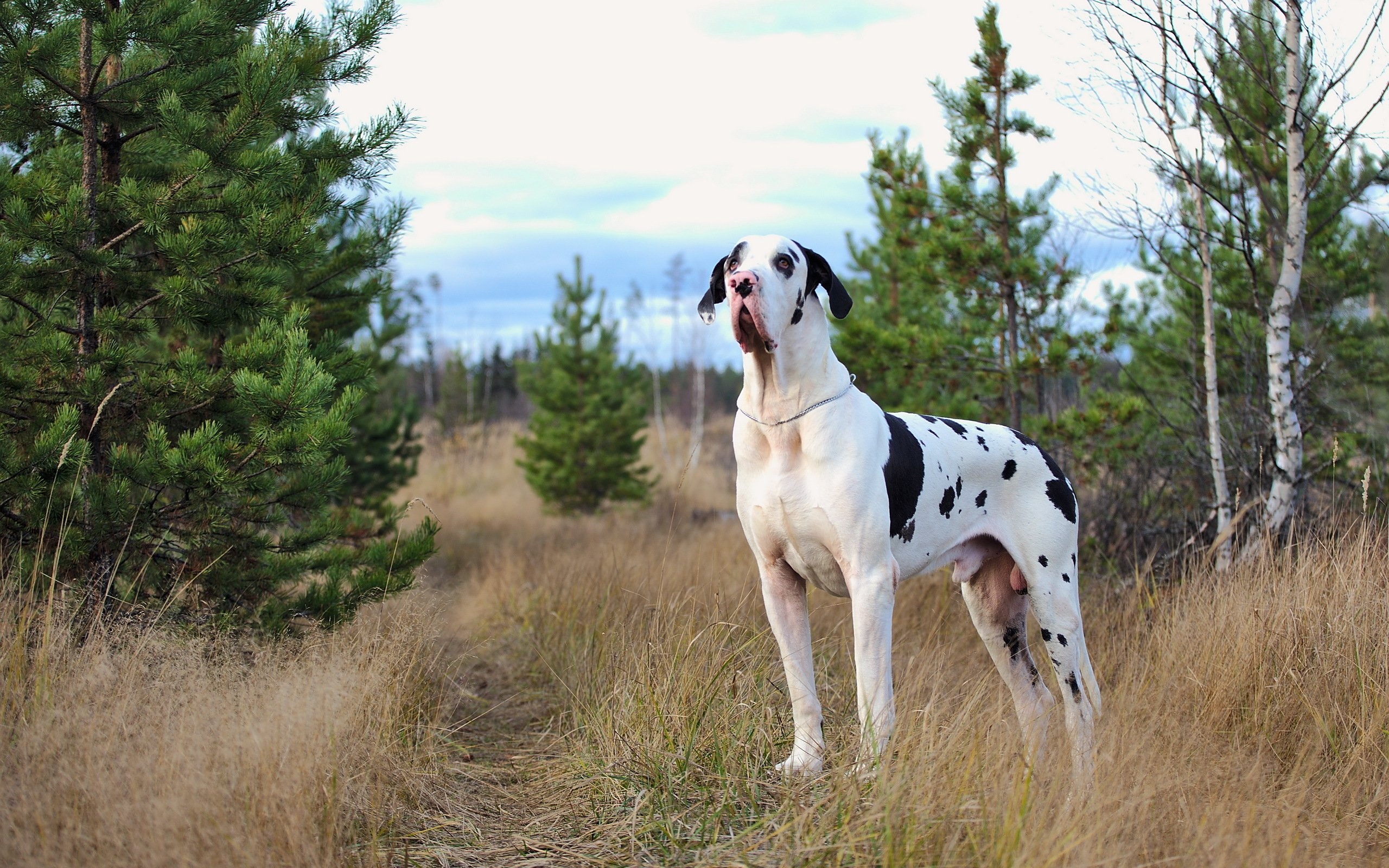 Great Dane, Harlequin coat, Grass surroundings, Majestic animals, 2560x1600 HD Desktop