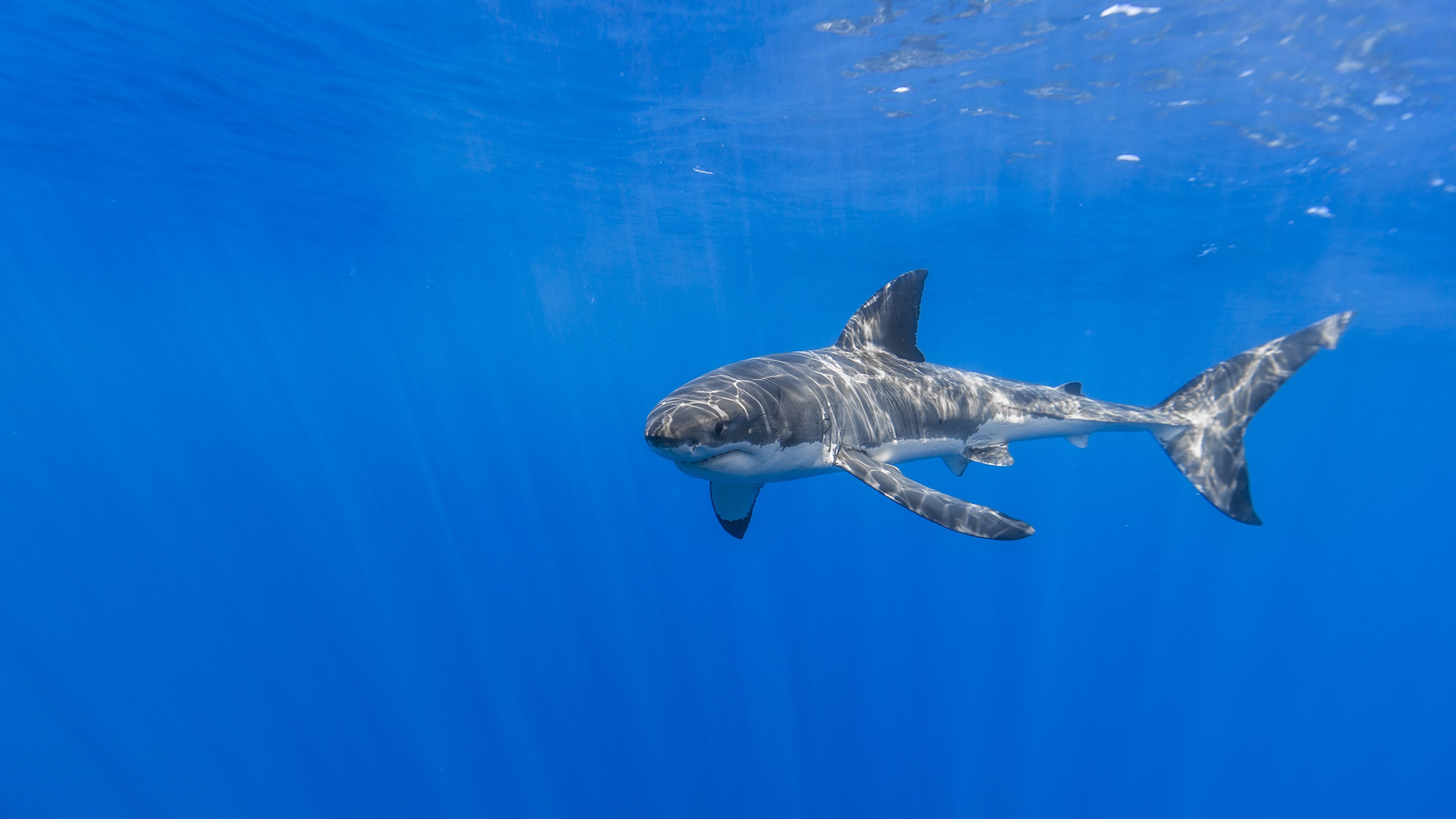 Sharks underwater world, World animals animals, Animals shark animals, Underwater world animals, 3840x2160 4K Desktop