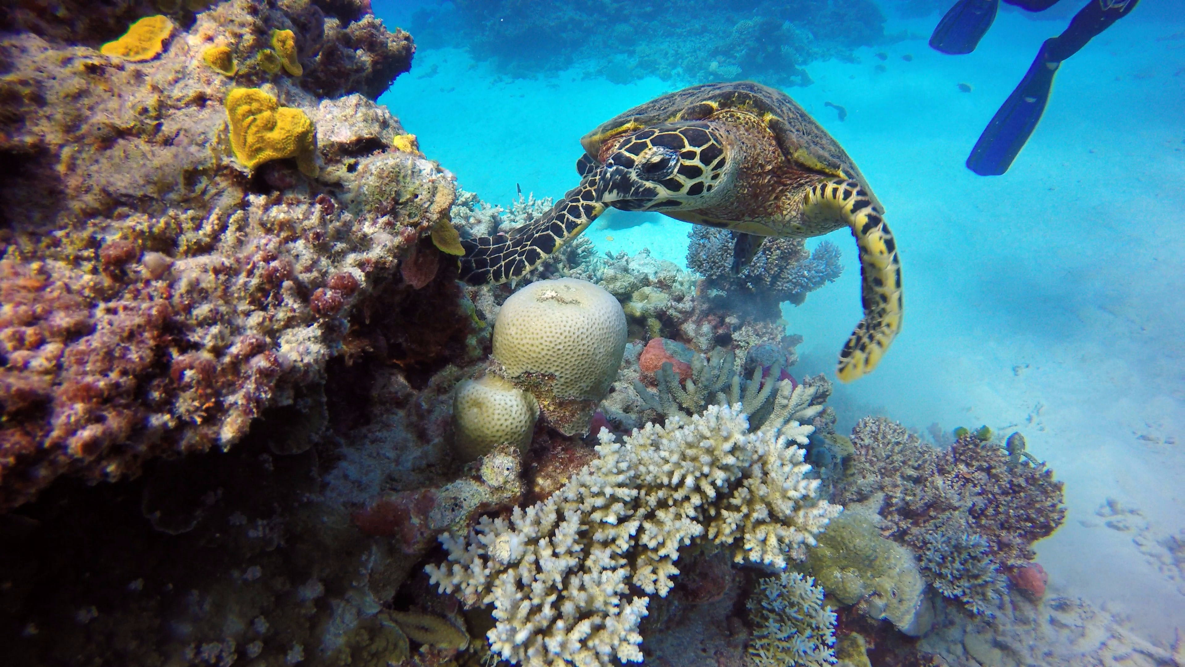 Coral Sea, Great Barrier Reef, Critical status, First time, 3840x2160 4K Desktop