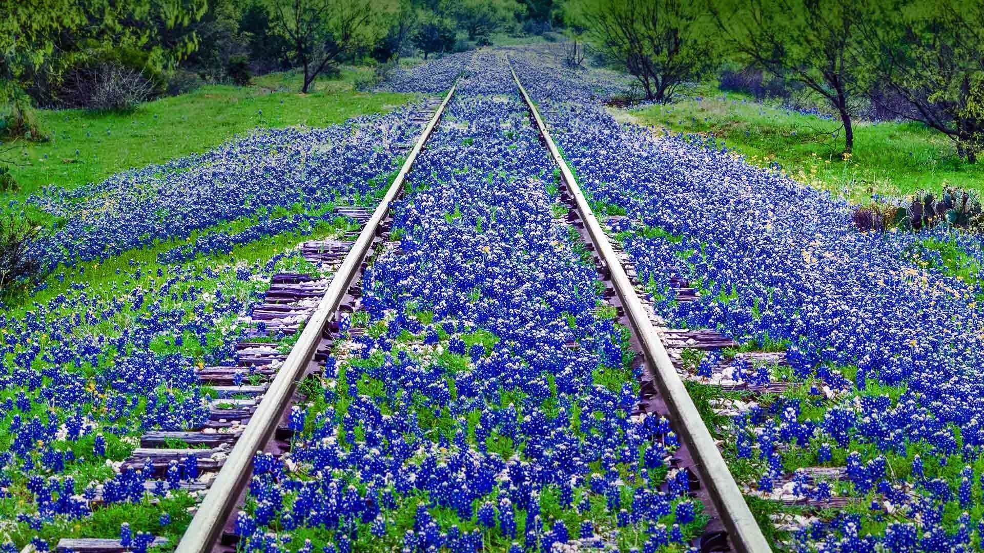 Bluebonnet, Texas, Free wallpaper, High resolution image, 1920x1080 Full HD Desktop