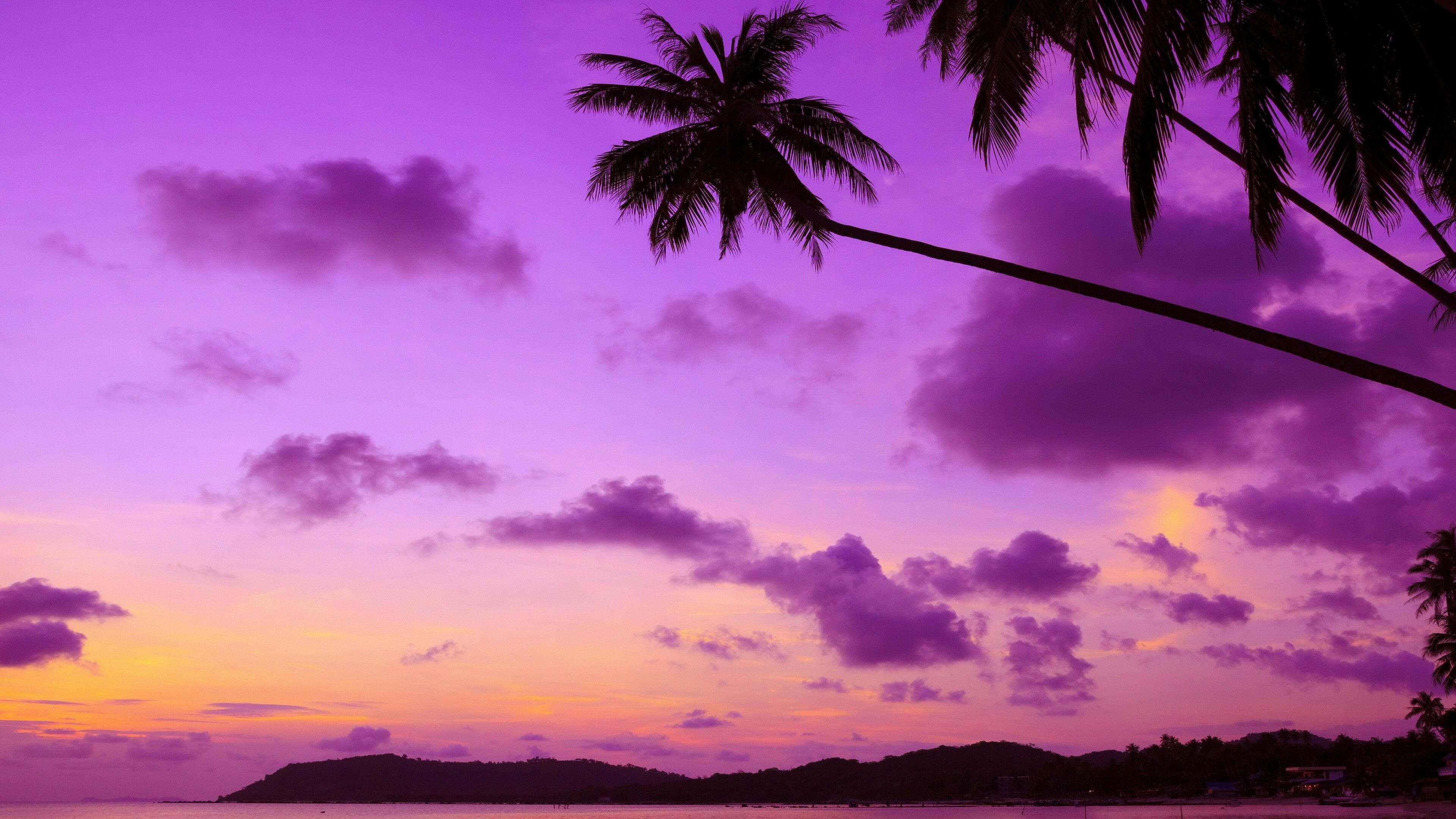 Purple palm tree, Sunset hues, Nature's beauty, Serene skies, 3840x2160 4K Desktop