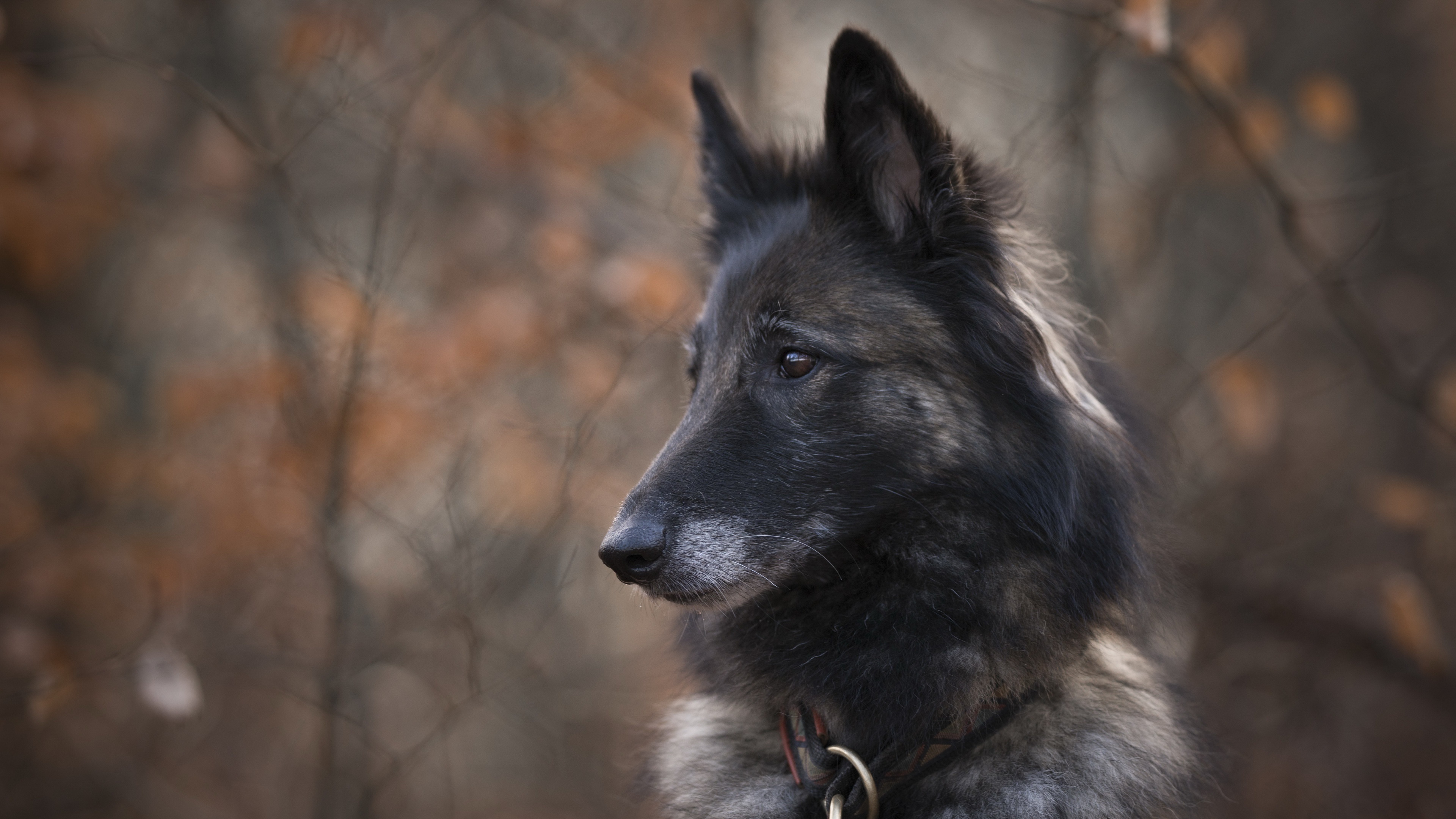 Belgian Tervuren, Ultra HD wallpaper, Background image, Dog photography, 3840x2160 4K Desktop