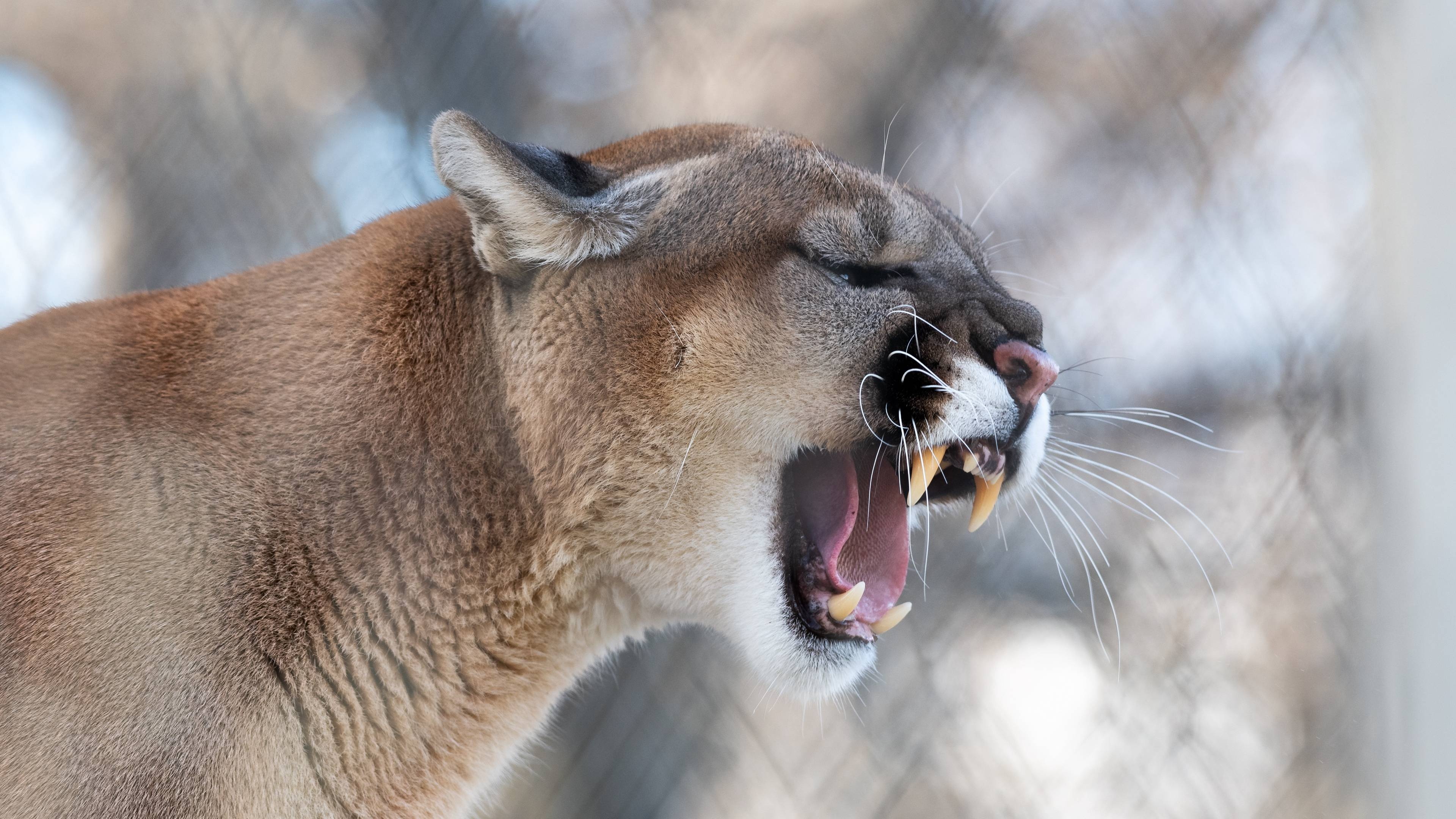 Mountain lion, Roaming free, Captivating gaze, Awe-inspiring creature, 3840x2160 4K Desktop