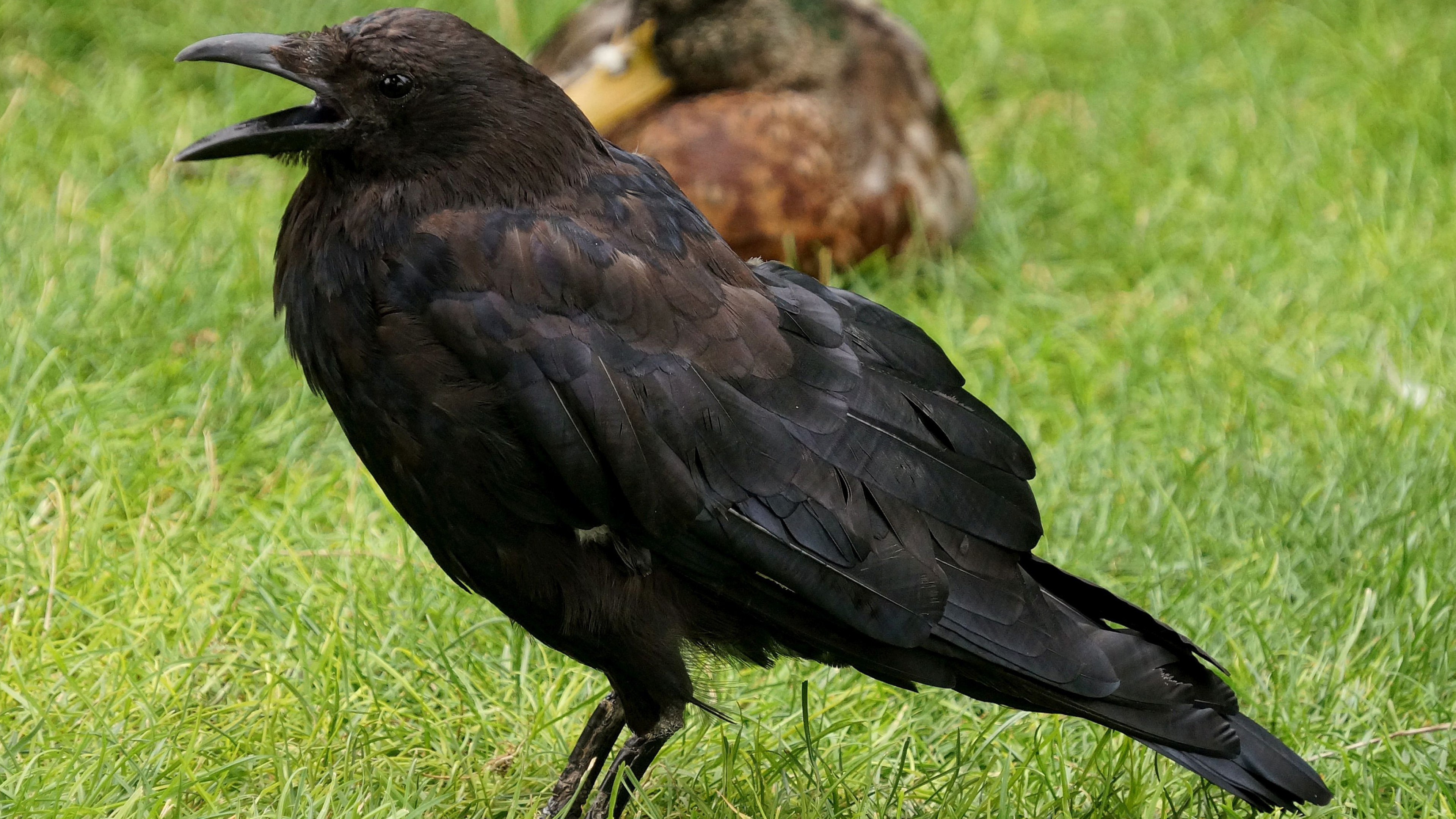 Corvus corax, Crows Wallpaper, 3840x2160 4K Desktop