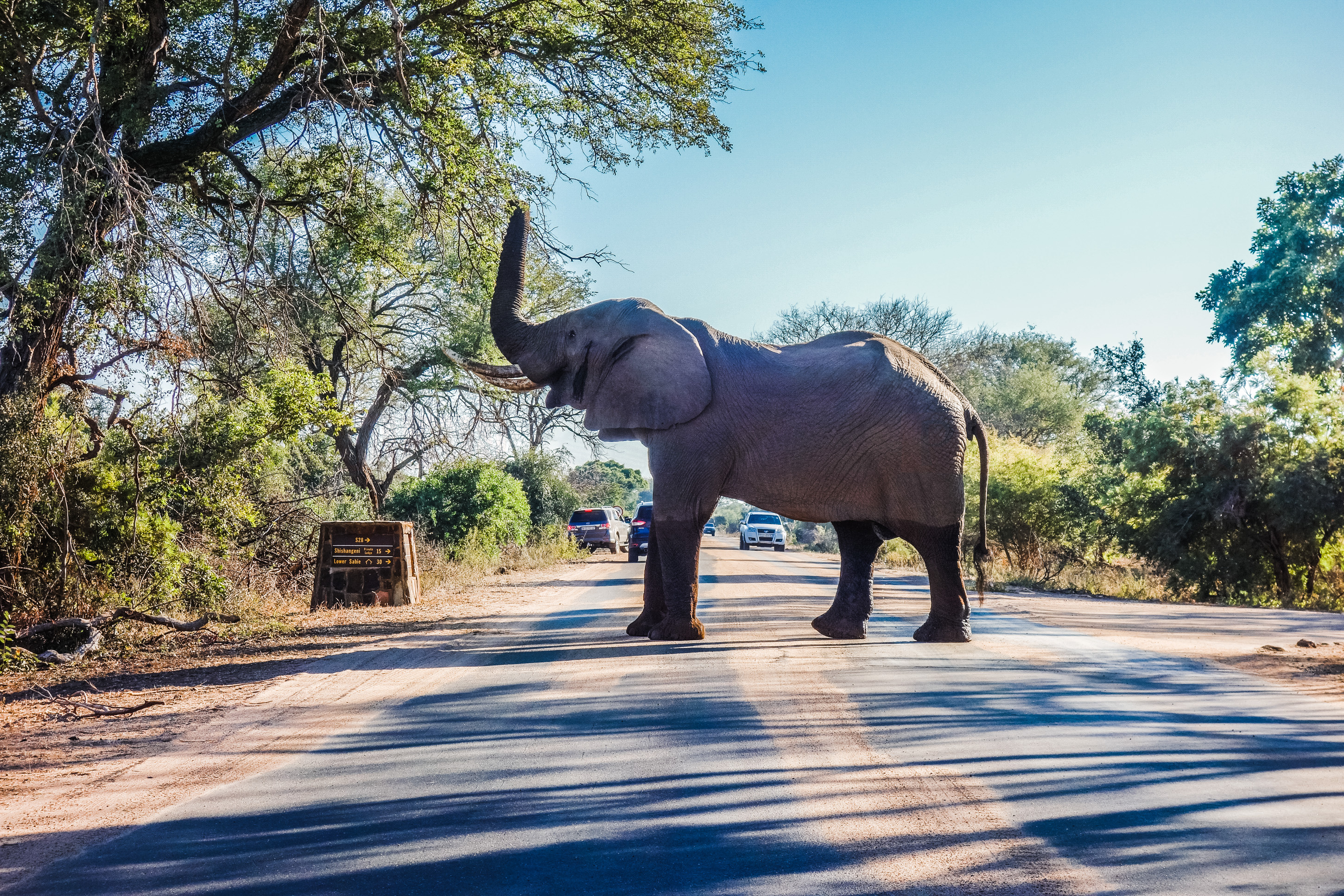 Kruger National Park, One man wolf pack, South Africa, 2900x1940 HD Desktop