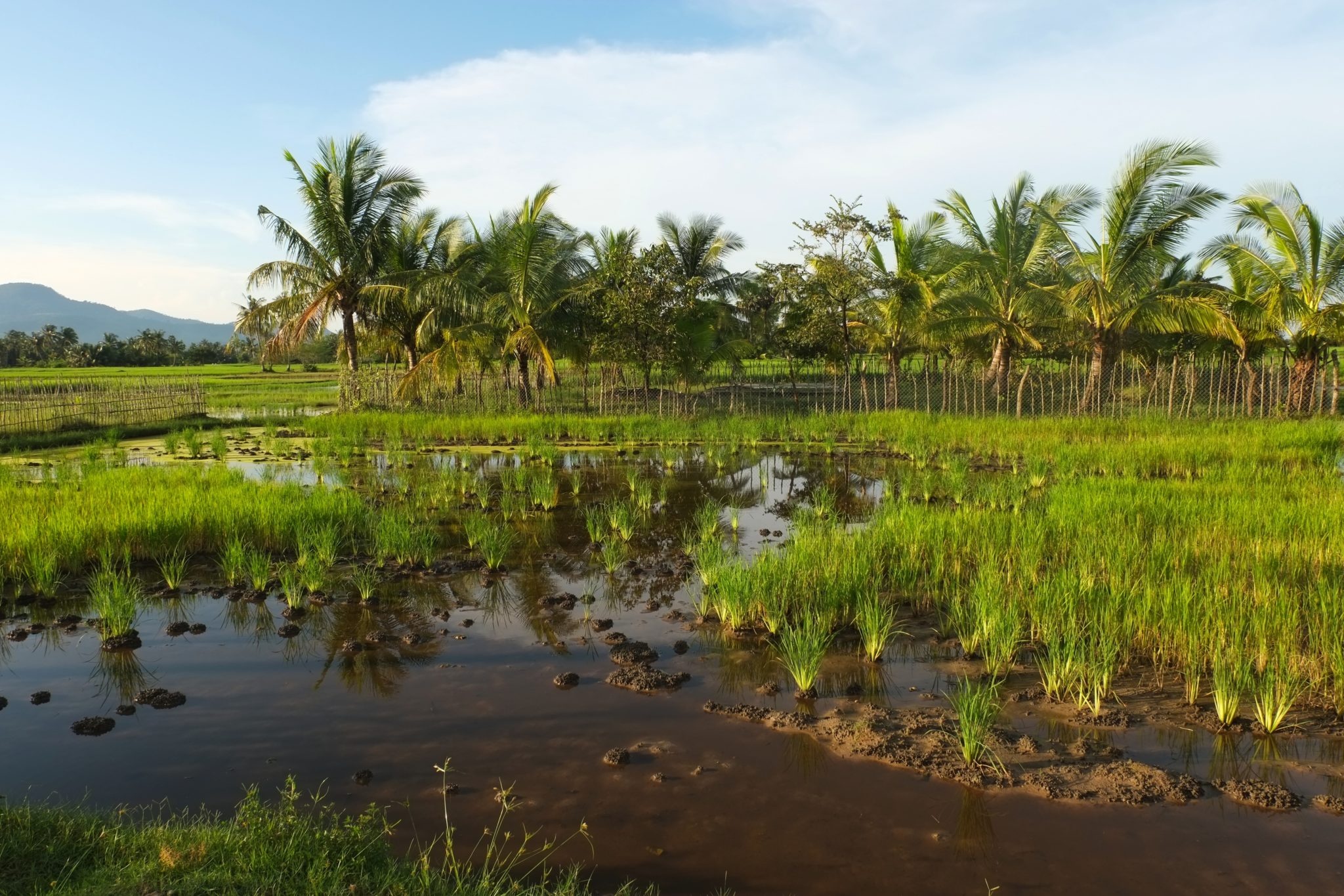 Cambodia, Policy reform, Environmental protection, Sustainable development, 2050x1370 HD Desktop