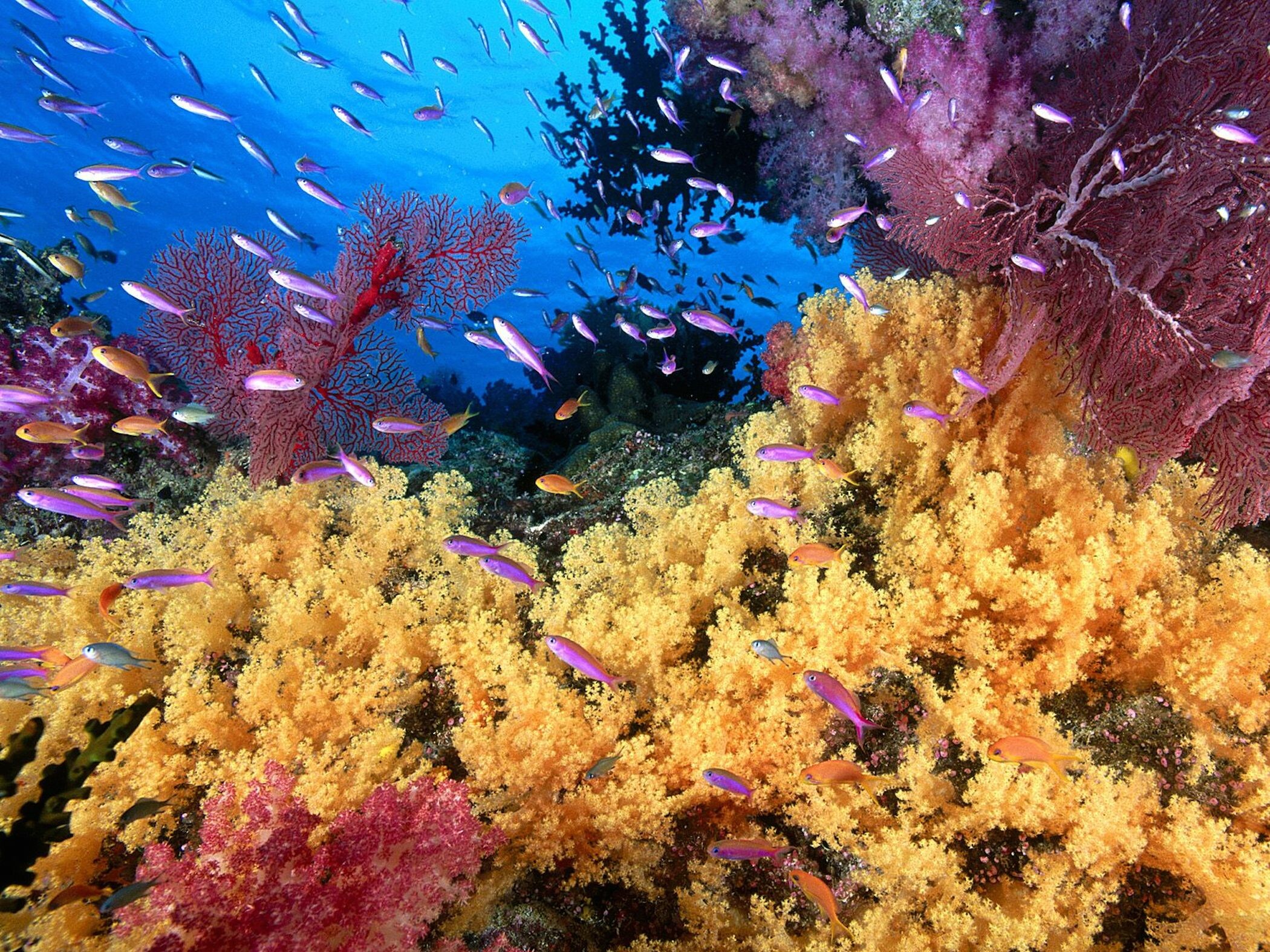 Soft Yellow Coral, Coral Reefs Wallpaper, 2100x1580 HD Desktop