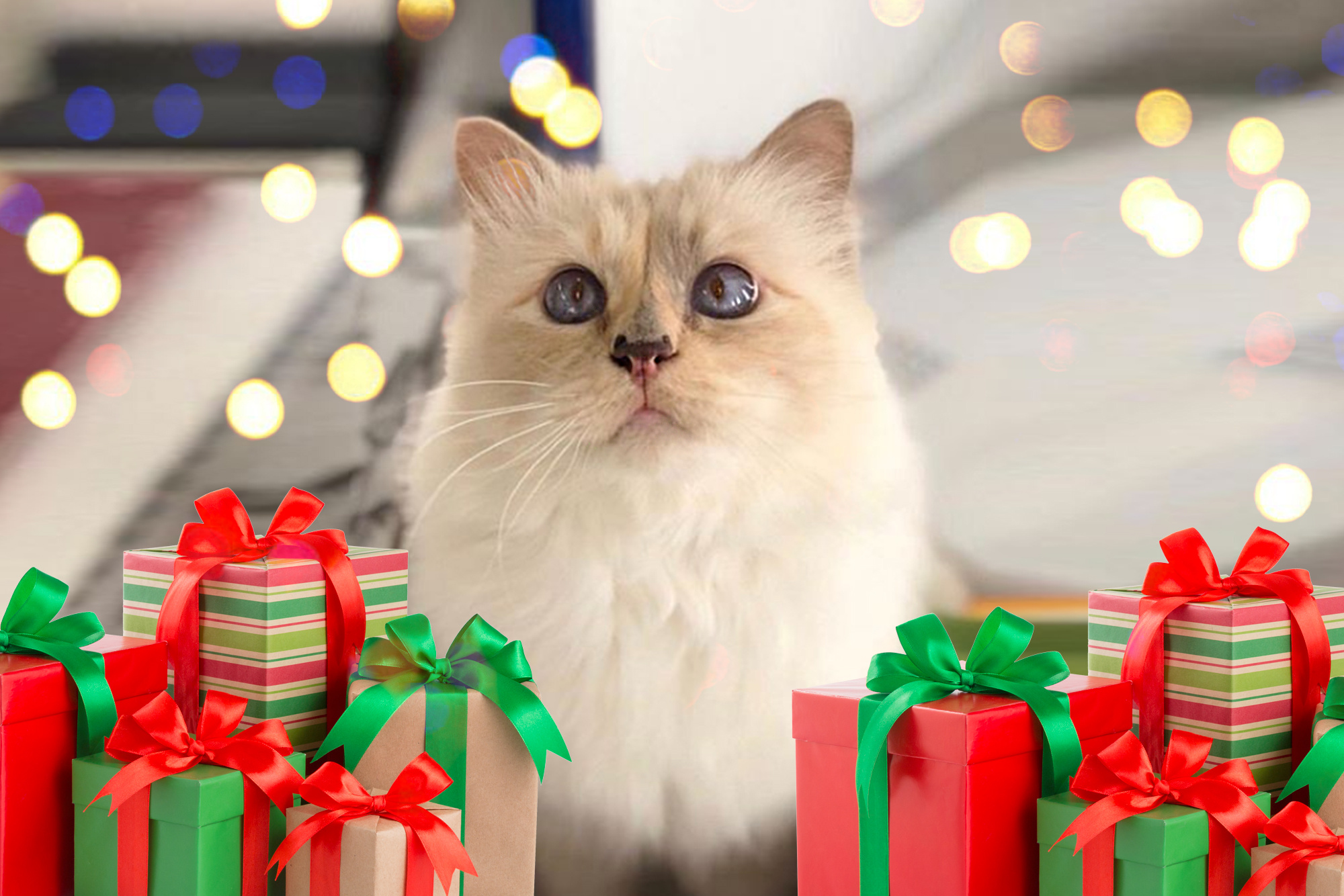 Christmas, Choupette (Cat) Wallpaper, 2000x1340 HD Desktop