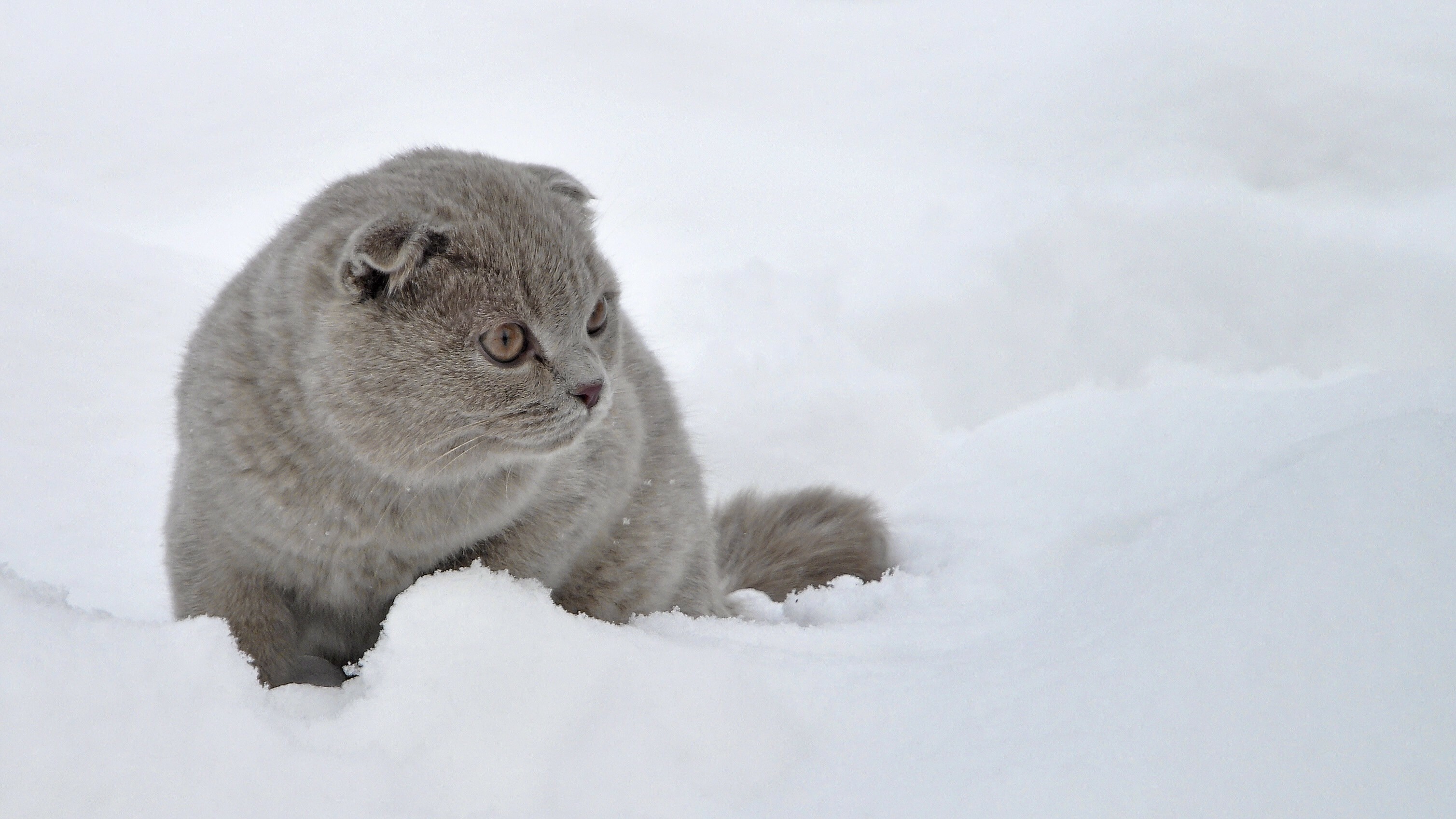 Lilac, Scottish Folds Wallpaper, 3020x1700 HD Desktop