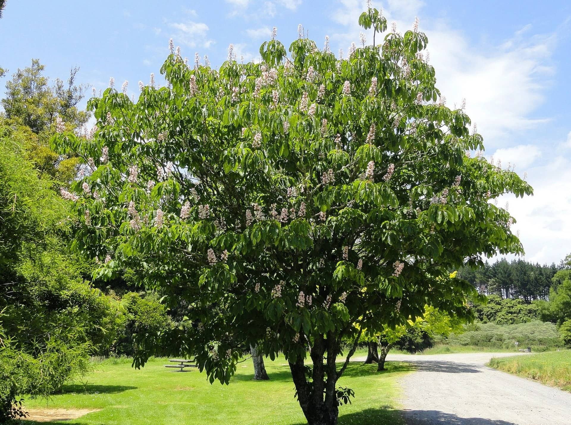 Chestnut tree, Aesculus indian horse chestnut, Hello Hello Plants, 1920x1430 HD Desktop