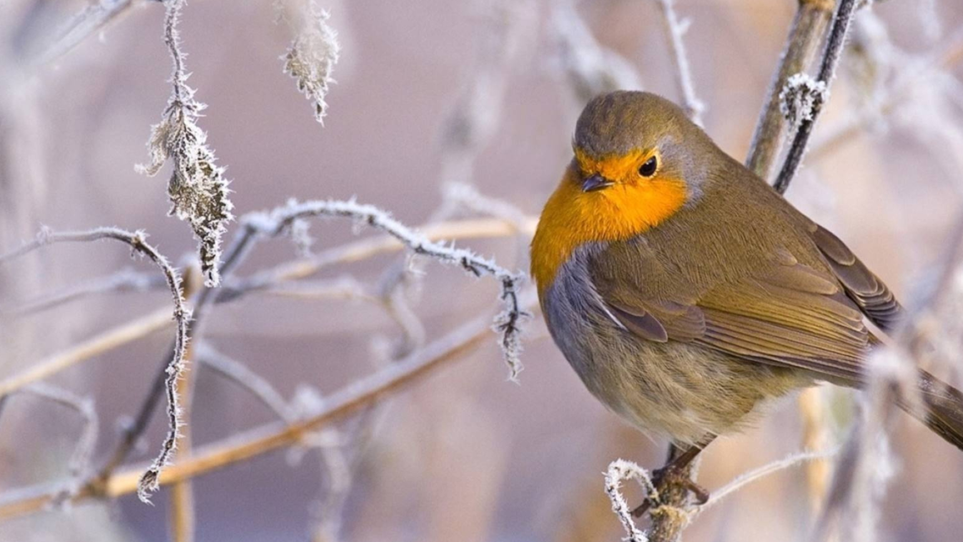 Robin bird in HD, Immersive wallpaper, Stunning visuals, High-resolution format, 1920x1080 Full HD Desktop