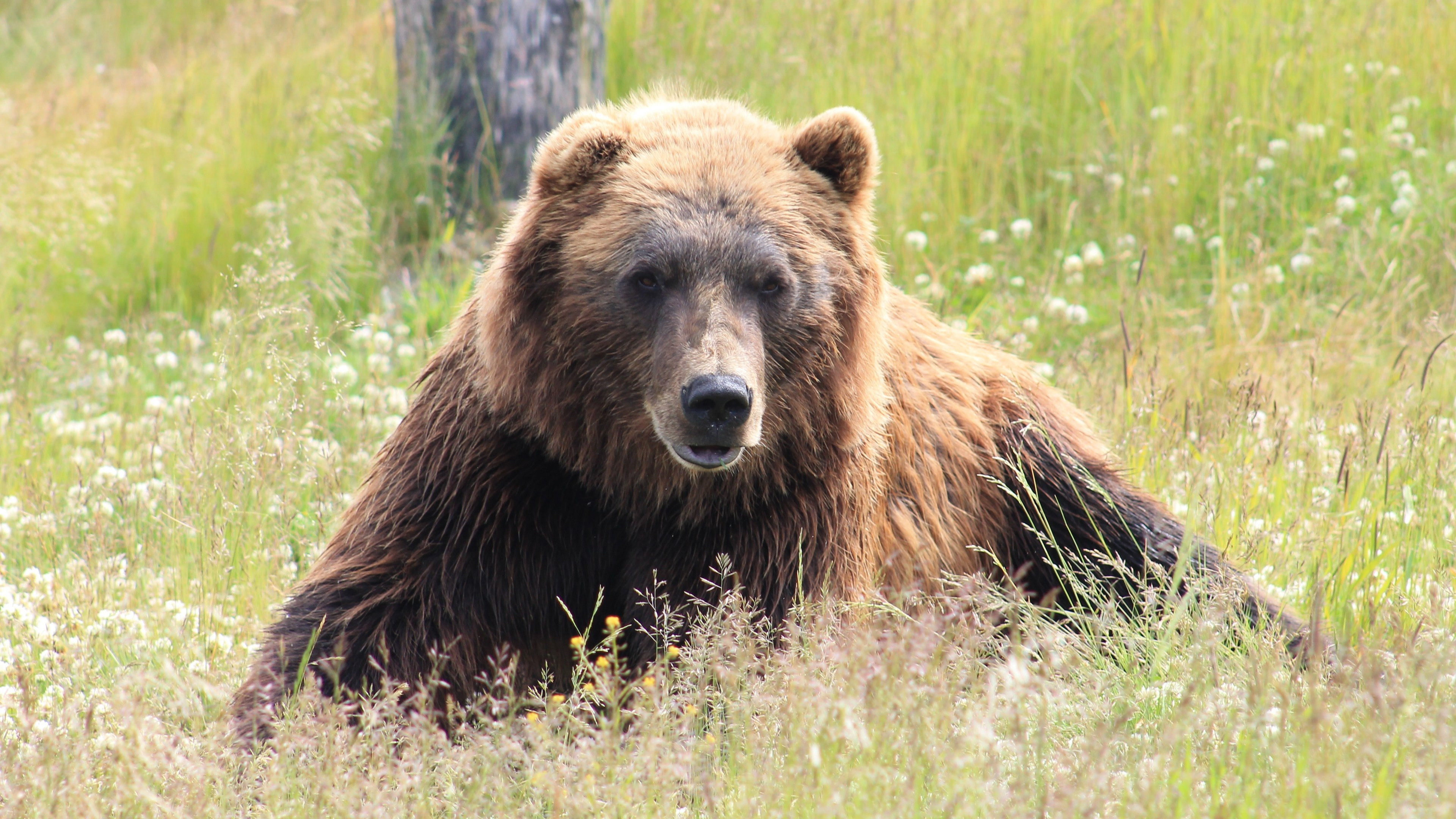 4K bear wallpapers, HD imagery, Brown bear's power, Nature's marvels, 3840x2160 4K Desktop