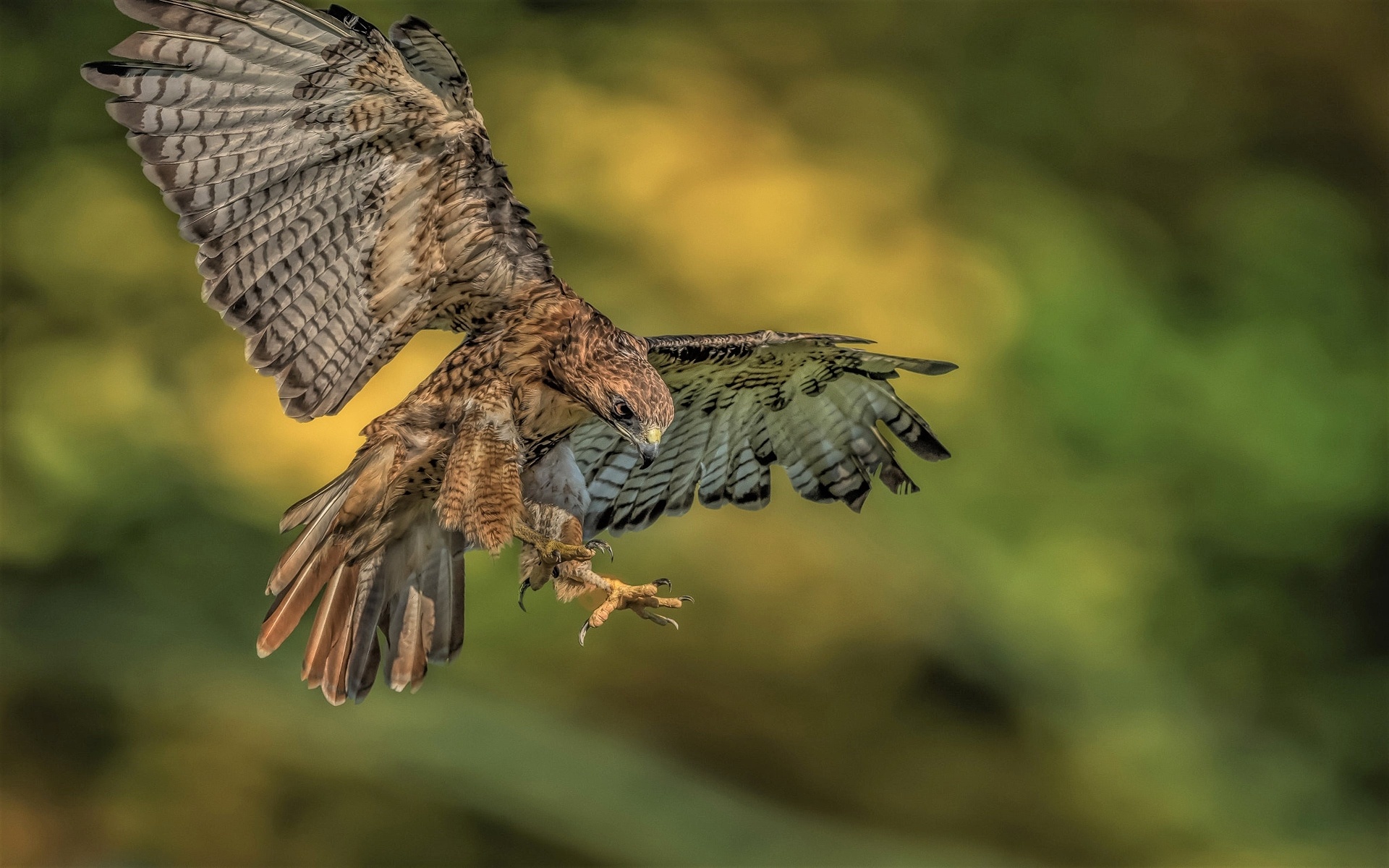 Predatory bird, Red tailed hawk, High definition wallpaper, 1920x1200 HD Desktop