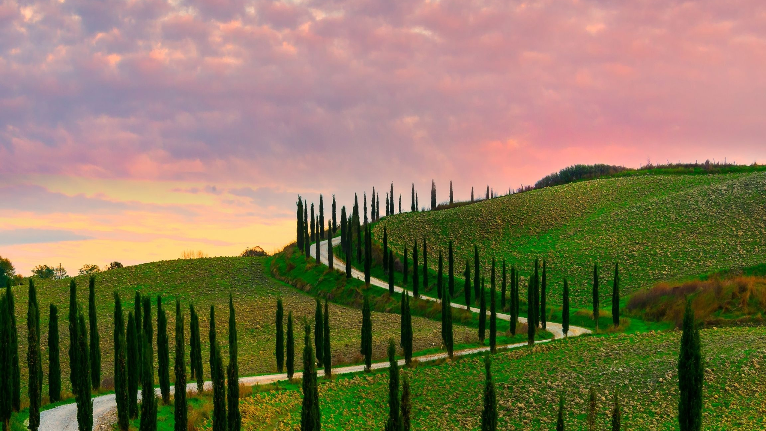 Cypress Tree, Tuscan cypress trees, Val Dorcia region, Sunrise, 2560x1440 HD Desktop