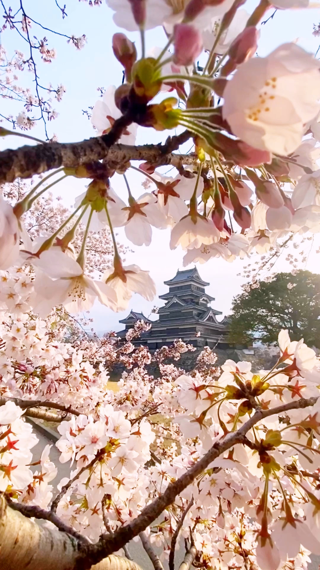 Cherry blossom, Matsumoto Castle Wallpaper, 1080x1920 Full HD Phone