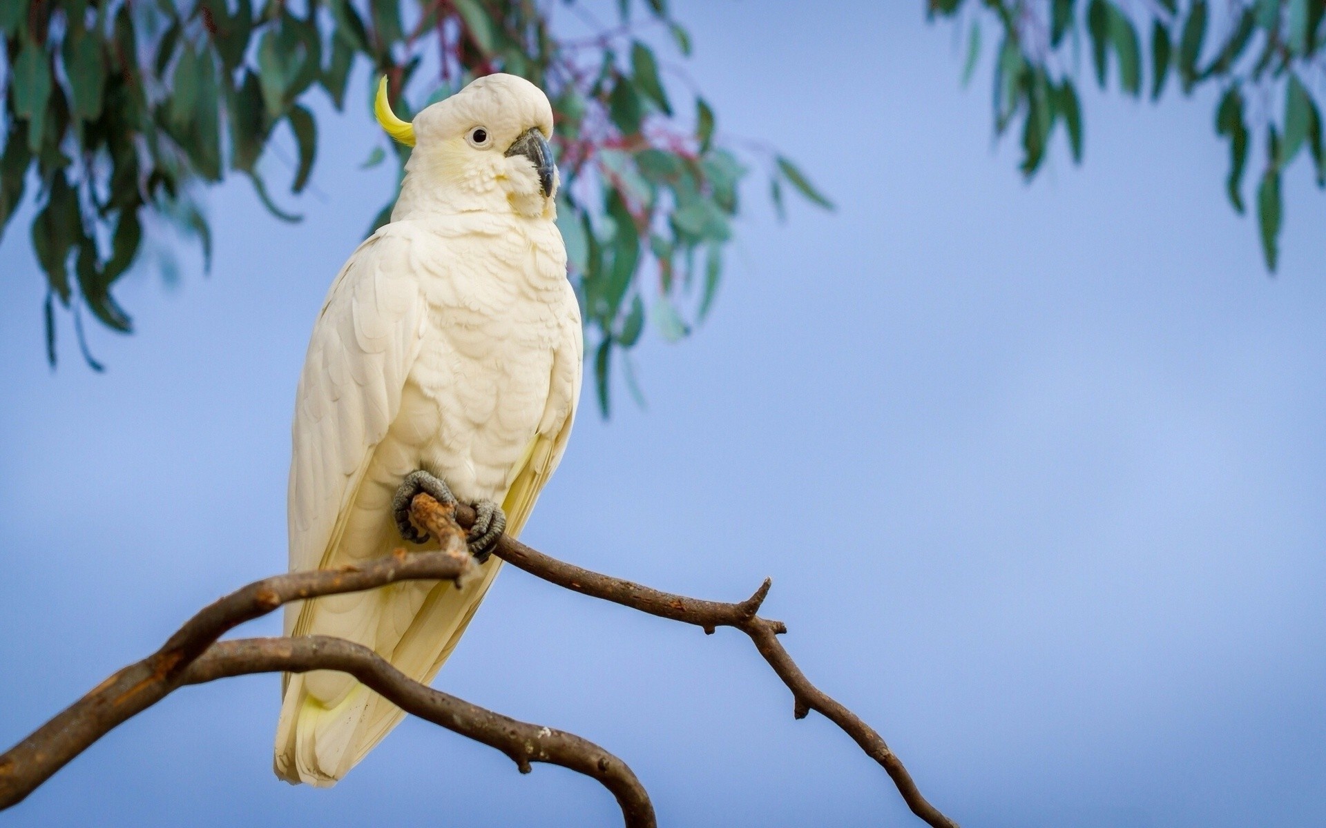 Bird lover's delight, Cockatoo wallpapers, HD desktop background, 1920x1200 HD Desktop