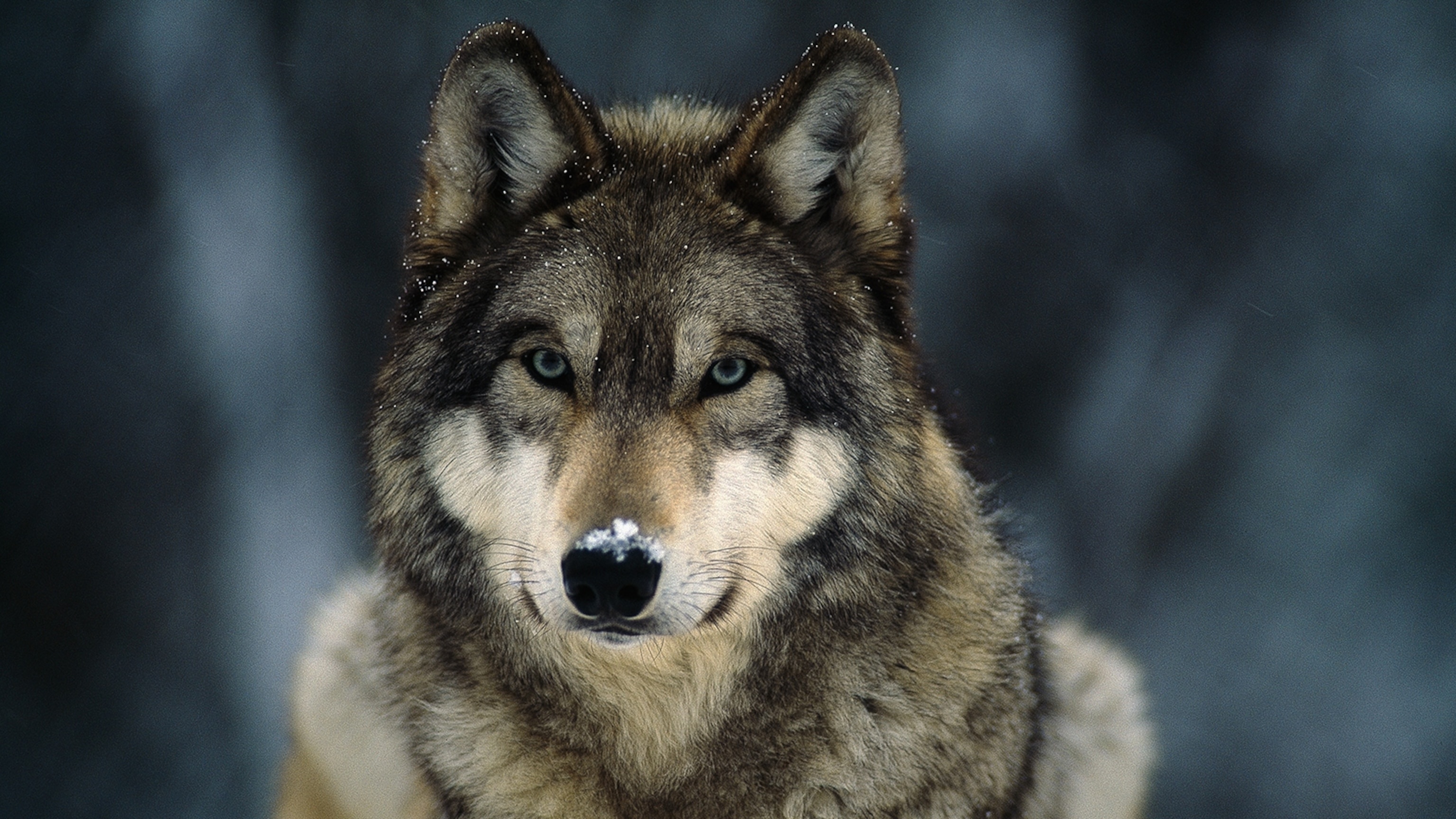 Gray Wolf, Pictures, Facts, Map, 3080x1730 HD Desktop