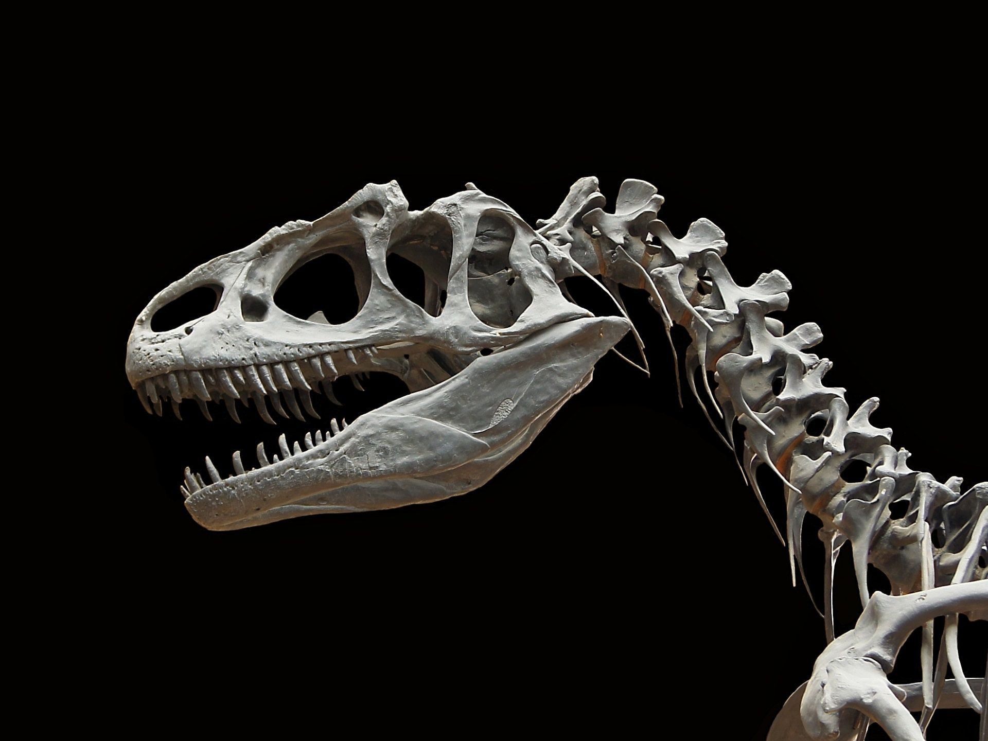 Skeleton, Dinosaurs Wallpaper, 1920x1440 HD Desktop