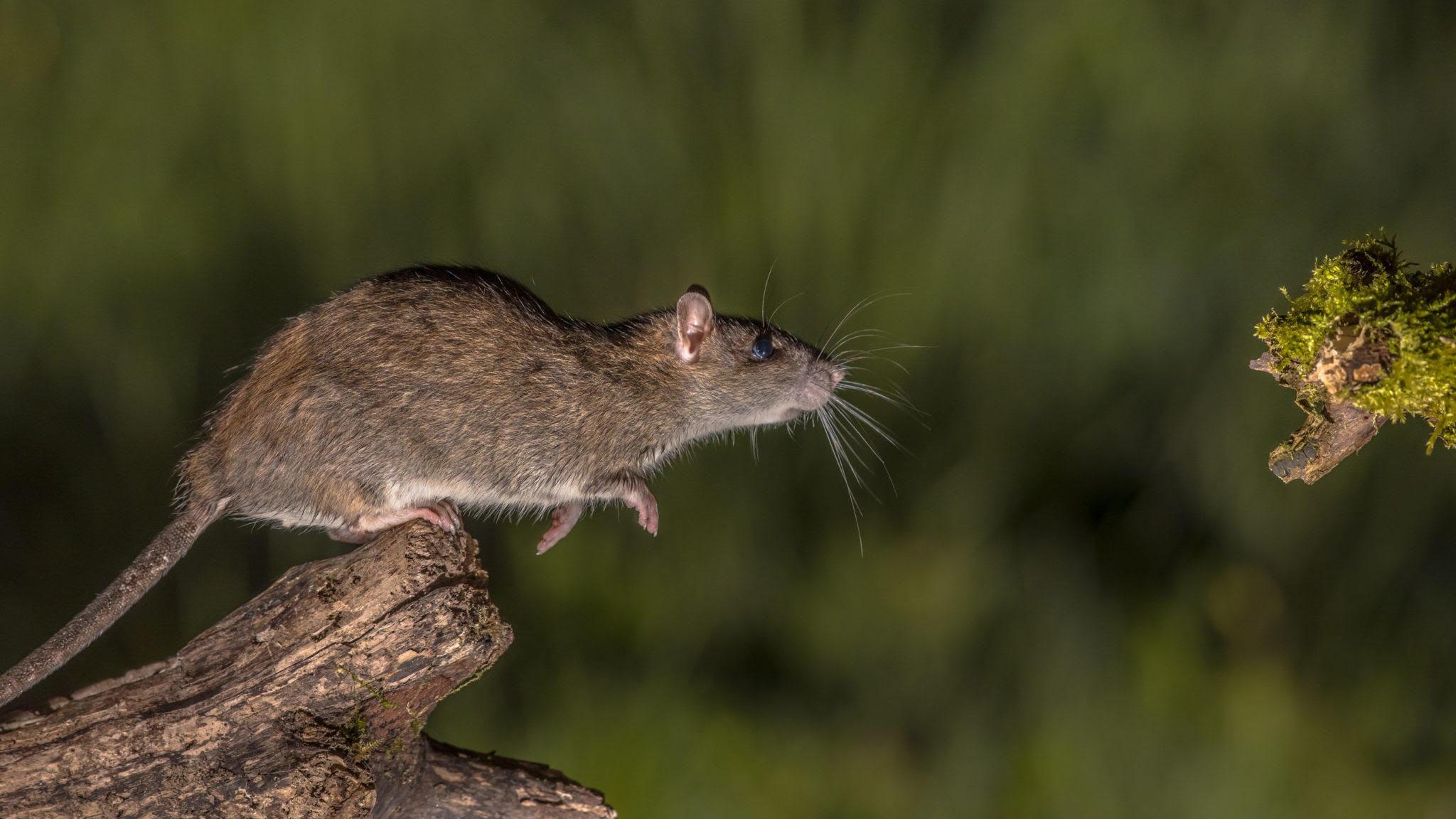 Common Rat Species, Pest Control Toronto, Rat Infestation, Urban Rat Management, 2050x1160 HD Desktop