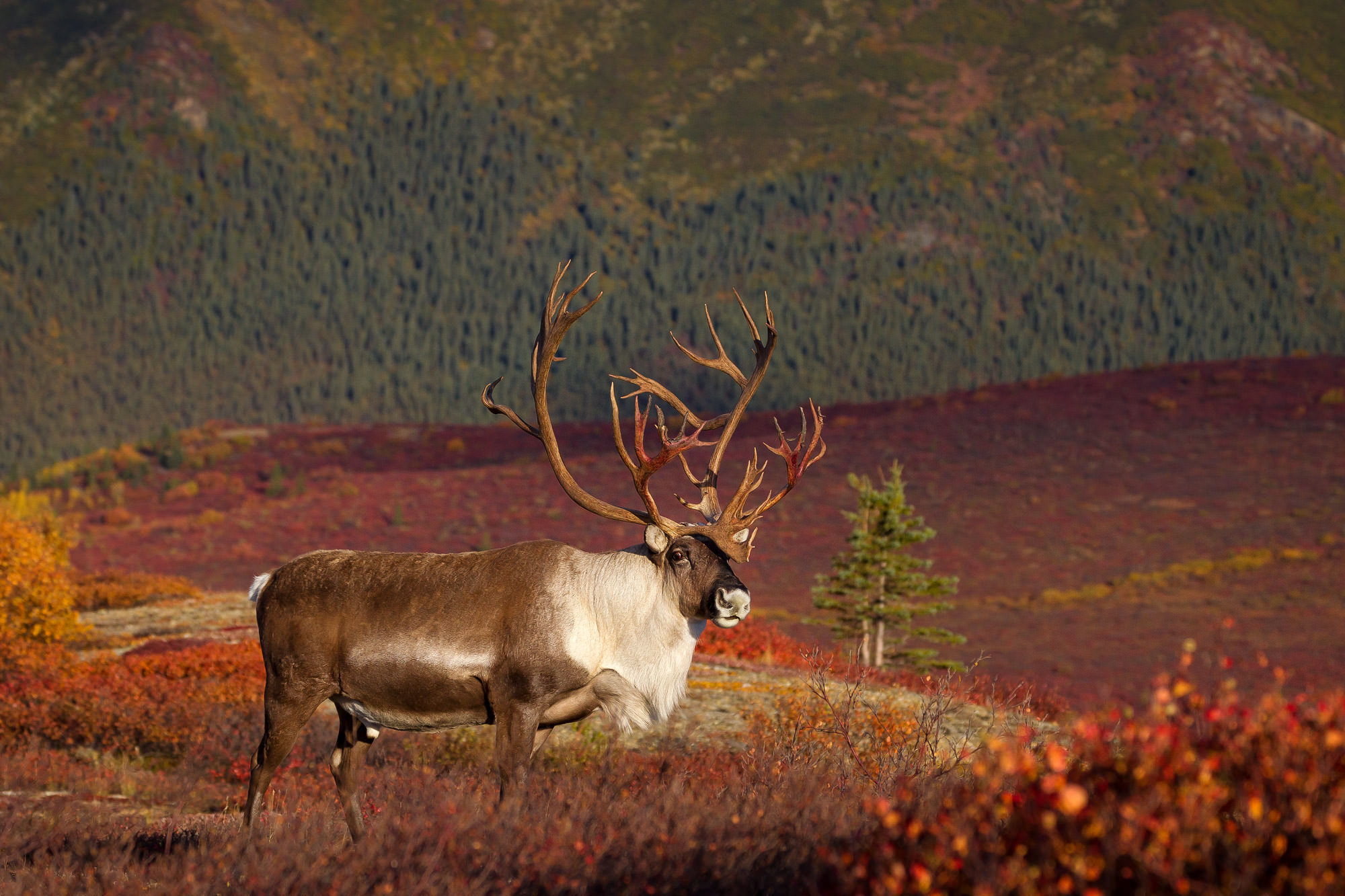 Denali National Park, Caribou Wallpaper, 2000x1340 HD Desktop