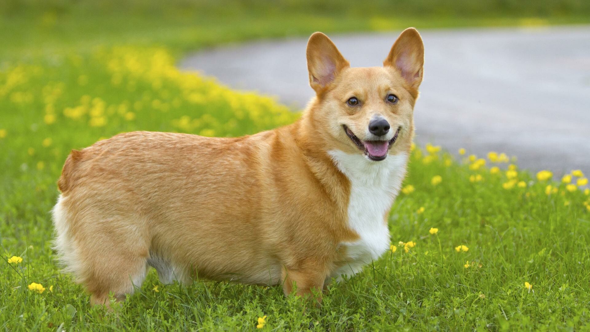 Animal HQ, 4K wallpapers, Corgi pictures, 1920x1080 Full HD Desktop