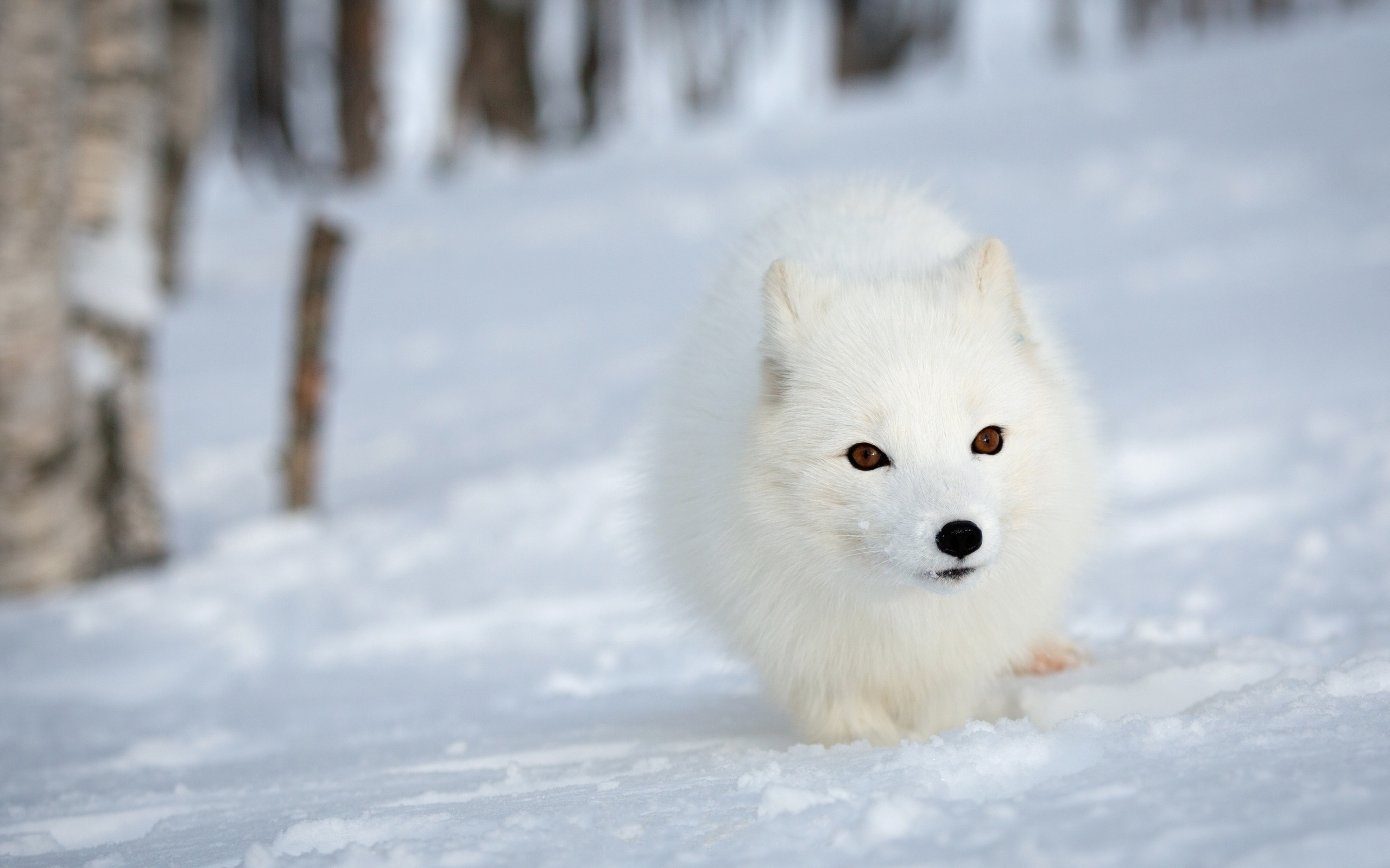 Winter Forest, White face, Nature background, Fluffy section, 2560x1600 HD Desktop