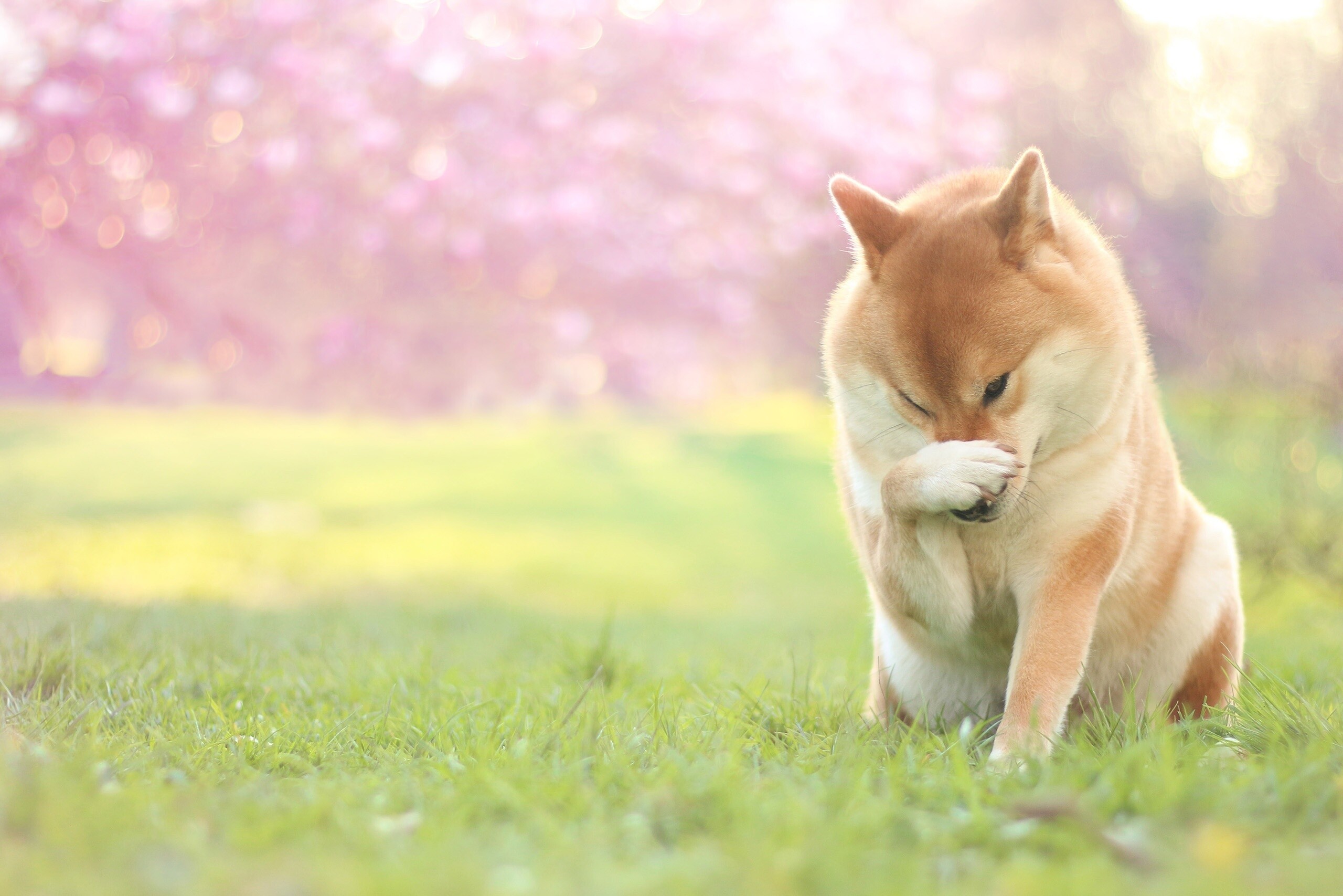 Shiba Inu, Nature photo, Dog portrait, Animal, 2560x1710 HD Desktop