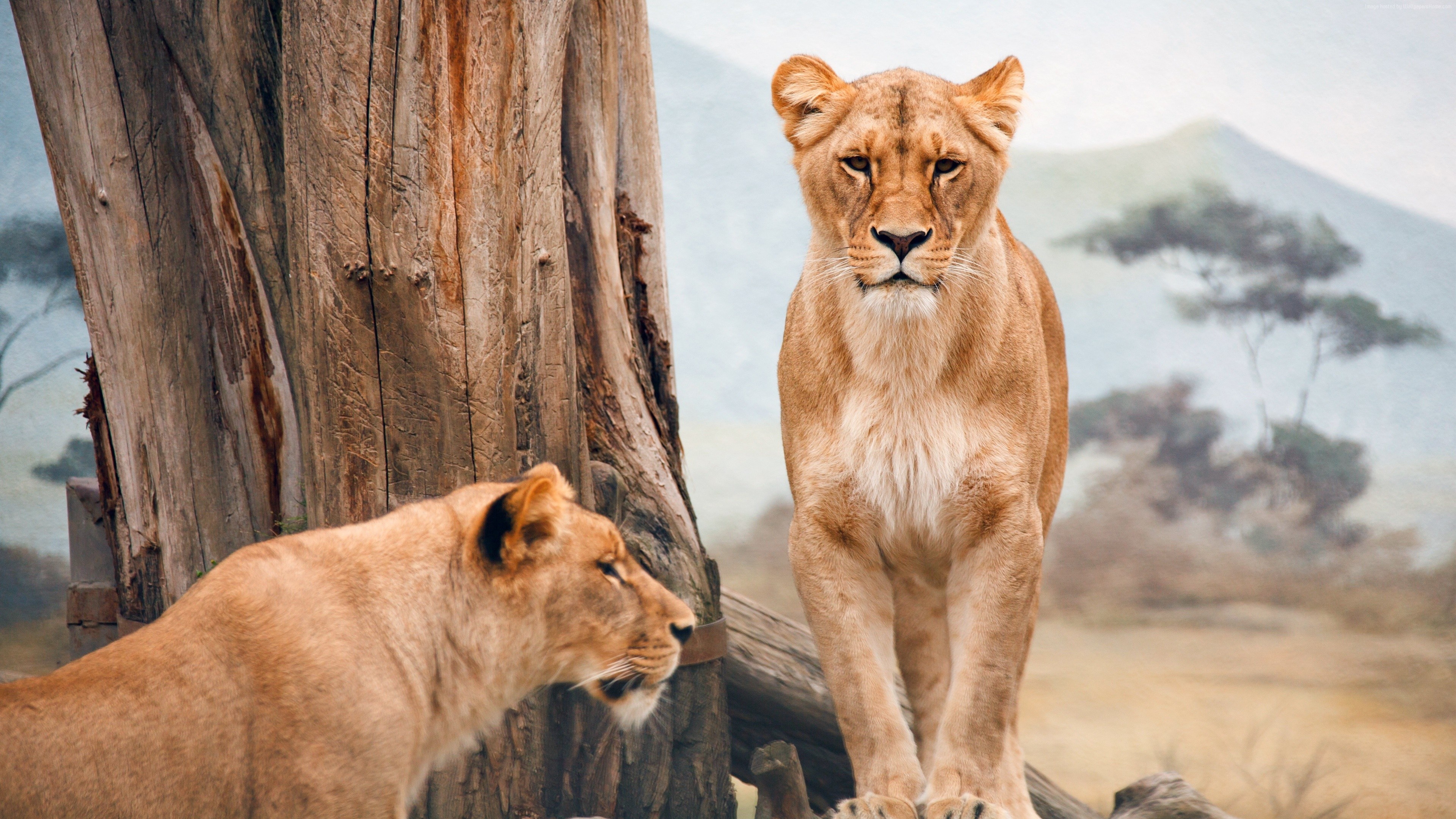 Lionesses, Wild Animals Wallpaper, 3840x2160 4K Desktop