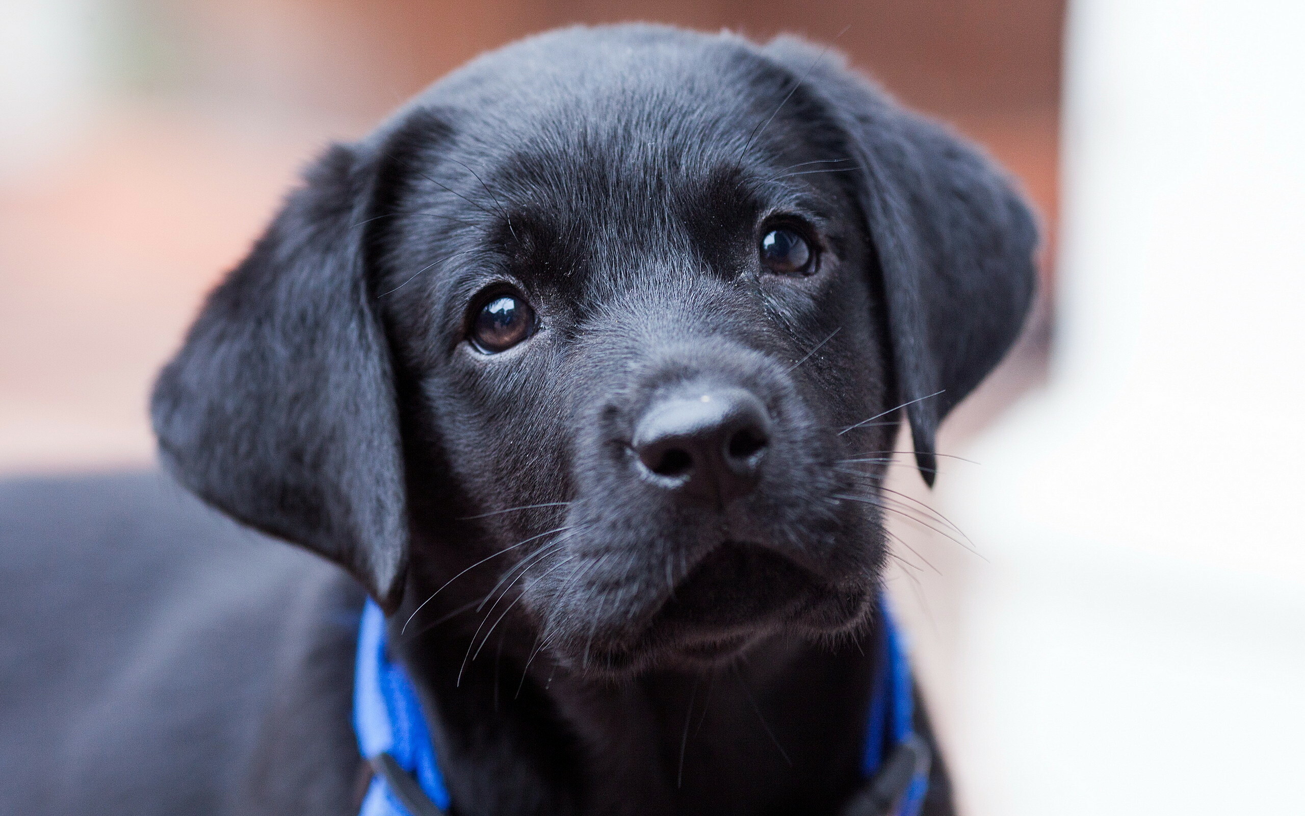 Welpe Labrador Retriever, Cute puppy, Mobile wallpaper, Beautiful breed, 2560x1600 HD Desktop