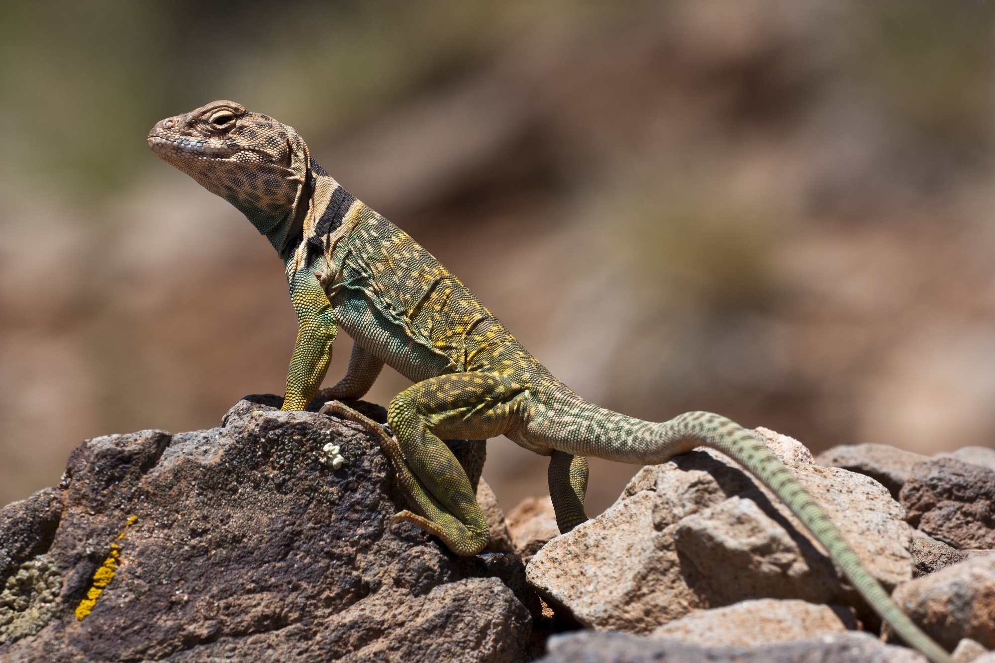 10 collared lizard wallpapers, 2000x1340 HD Desktop