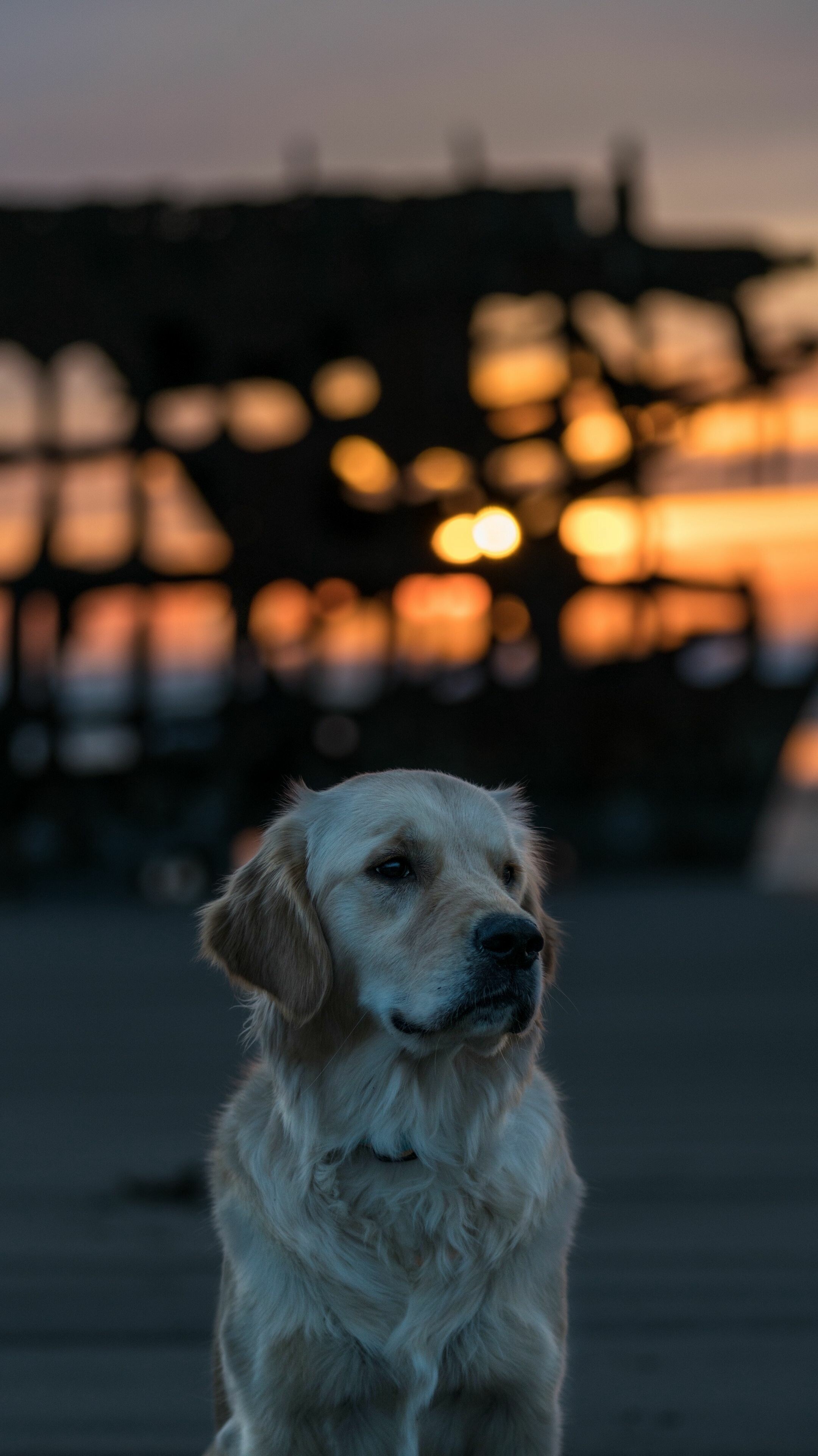 Labrador, Adorable four-legged friend, Joyful presence, Unconditional love, 2160x3840 4K Phone