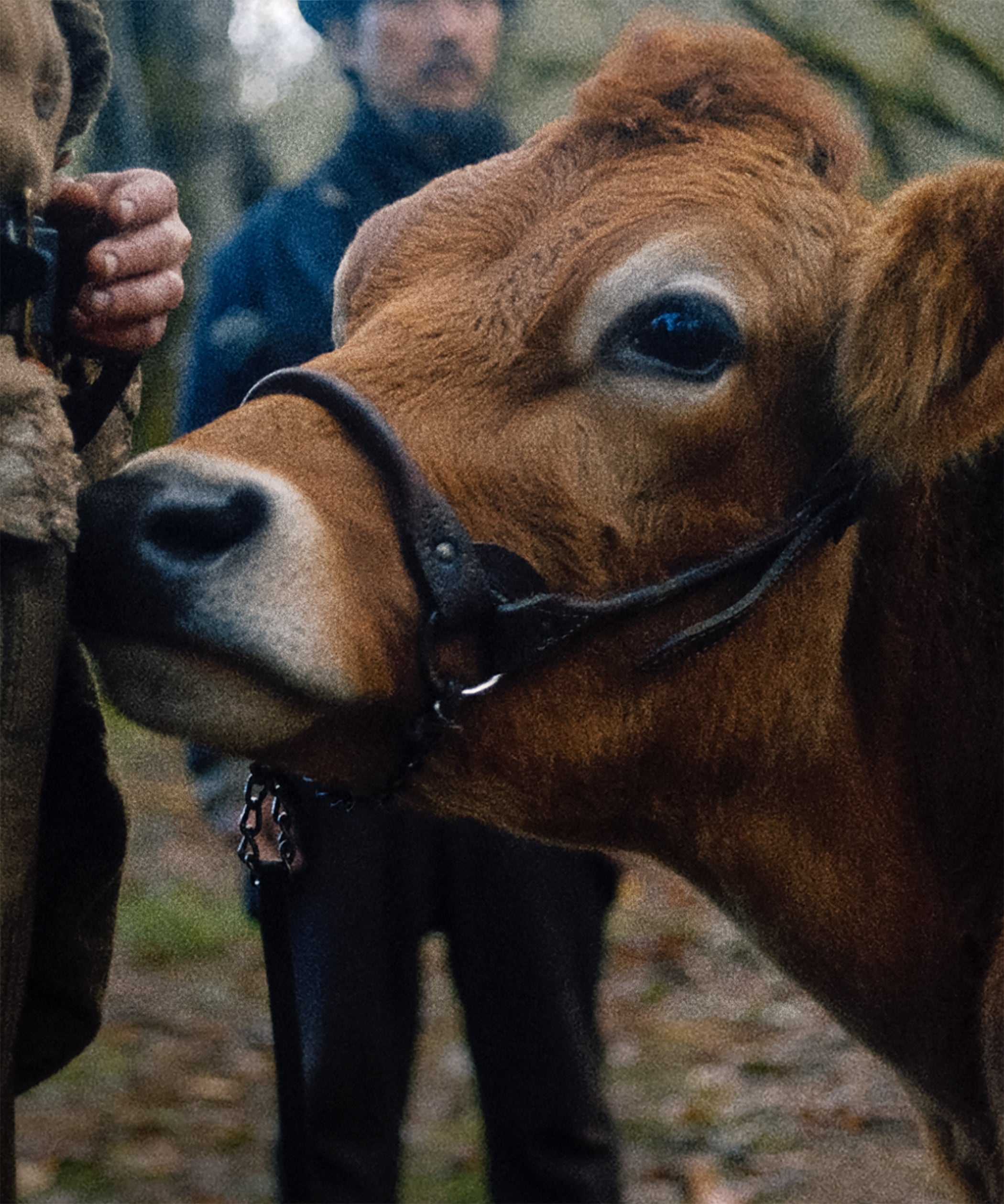 First Cow, Movie, About, Kelly Reichardt, 2100x2520 HD Phone