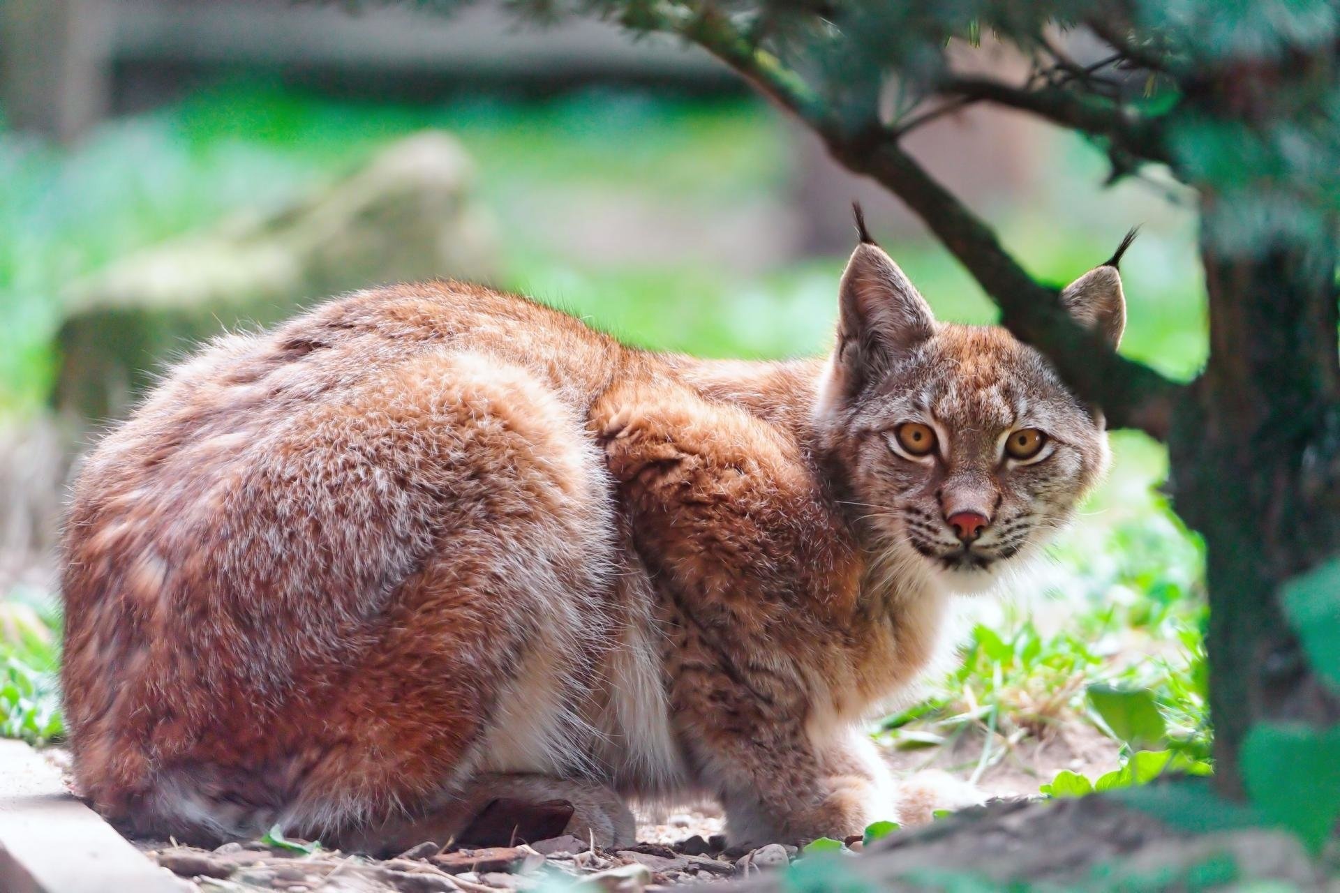 Lynx elegance, Captivating wallpaper, Striking nature, Enigmatic beauty, 1920x1280 HD Desktop