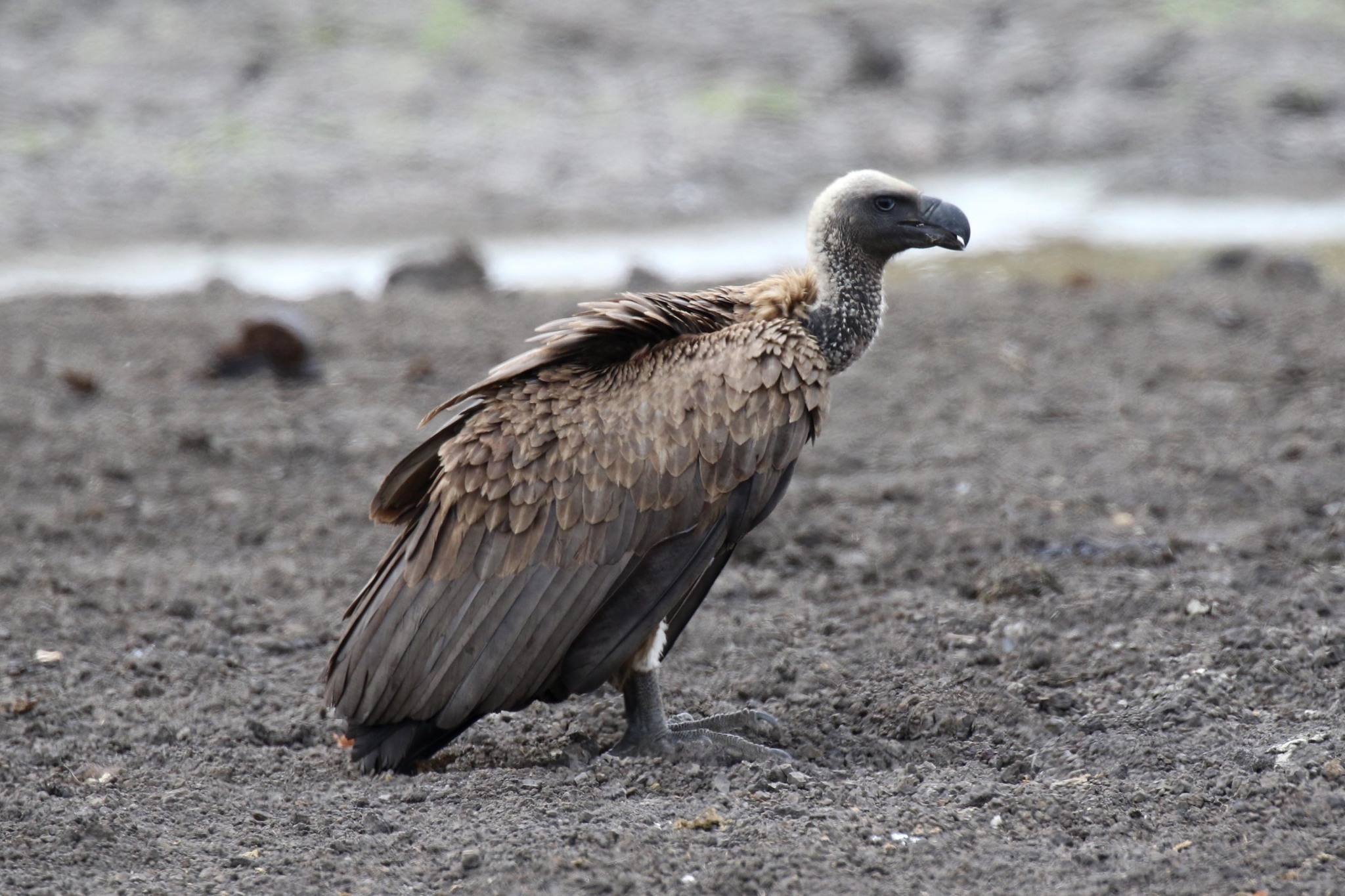 Griffon vulture, African bird species, Wildlife photography, Captivating gaze, 2050x1370 HD Desktop