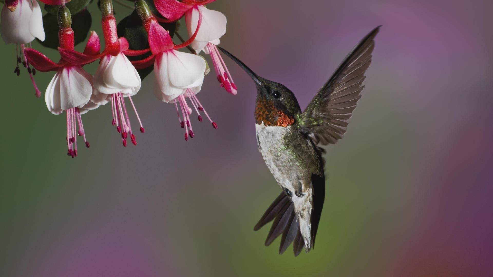 Hummingbird, Desktop wallpaper, 1920x1080 Full HD Desktop