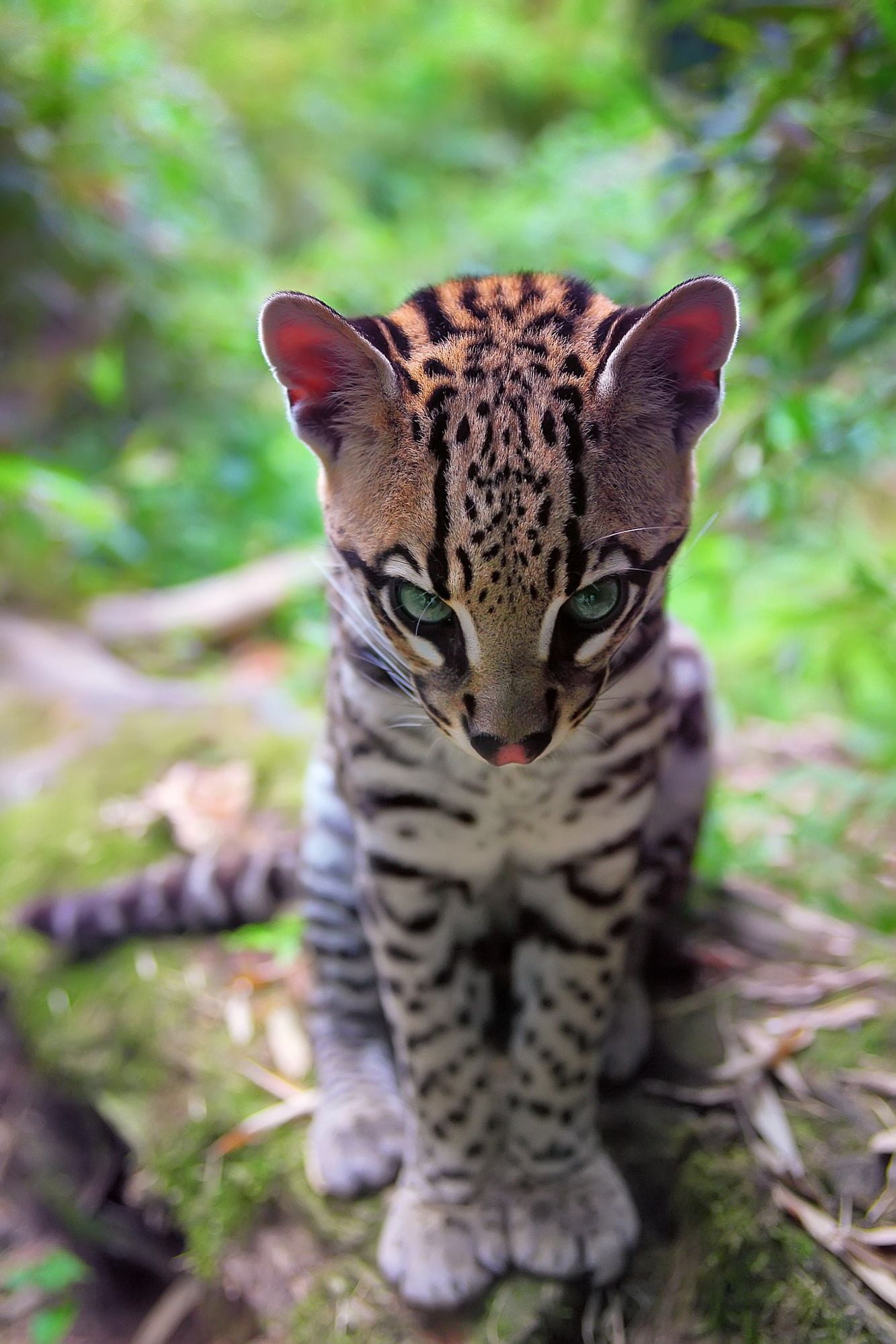 Ocelot, Artistic wallpapers, John Peltier, Captivating visuals, 1340x2000 HD Phone