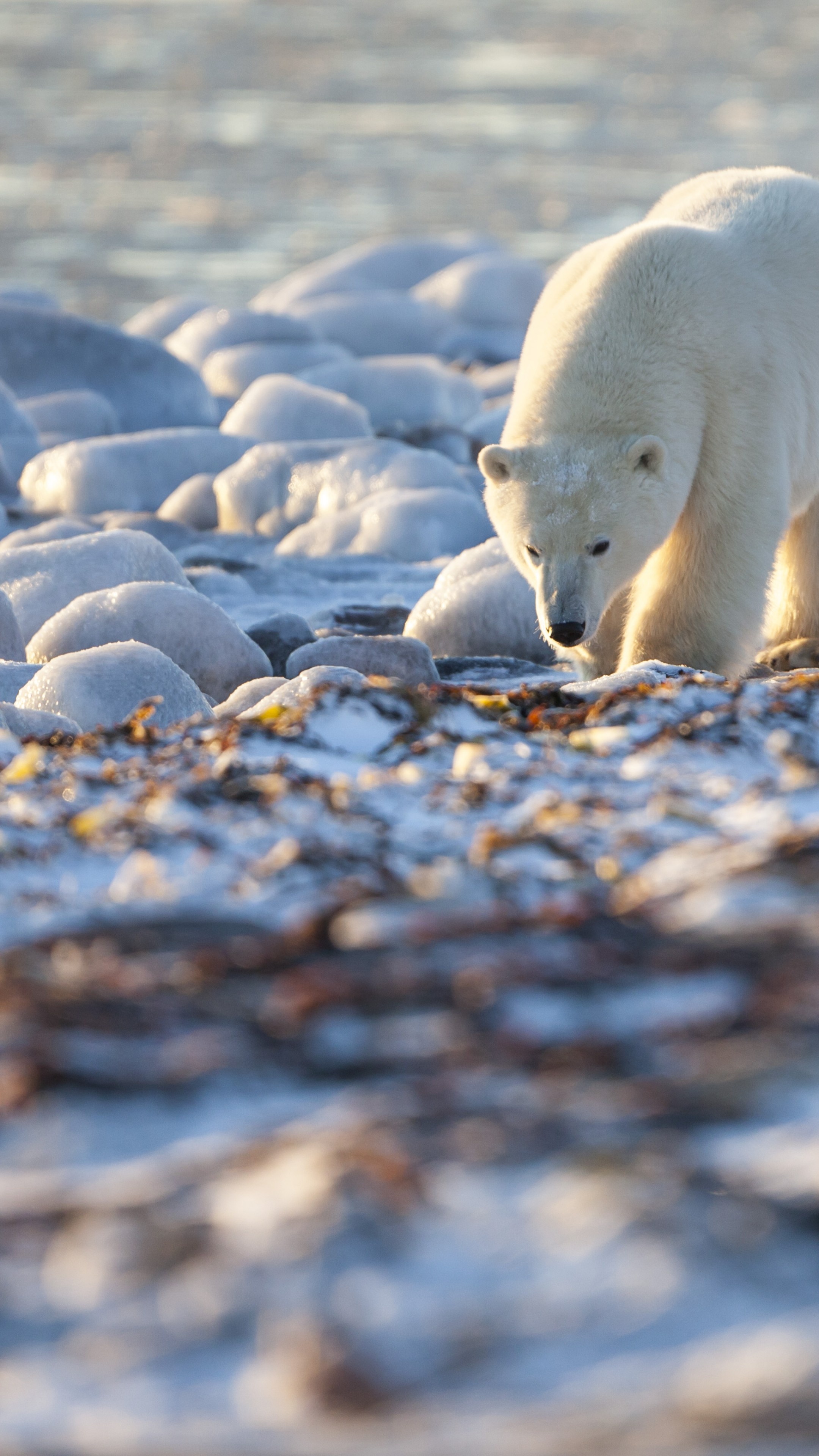 Sunny day, Coastal bears, Canadian wilderness, Oceanic serenity, 2160x3840 4K Phone